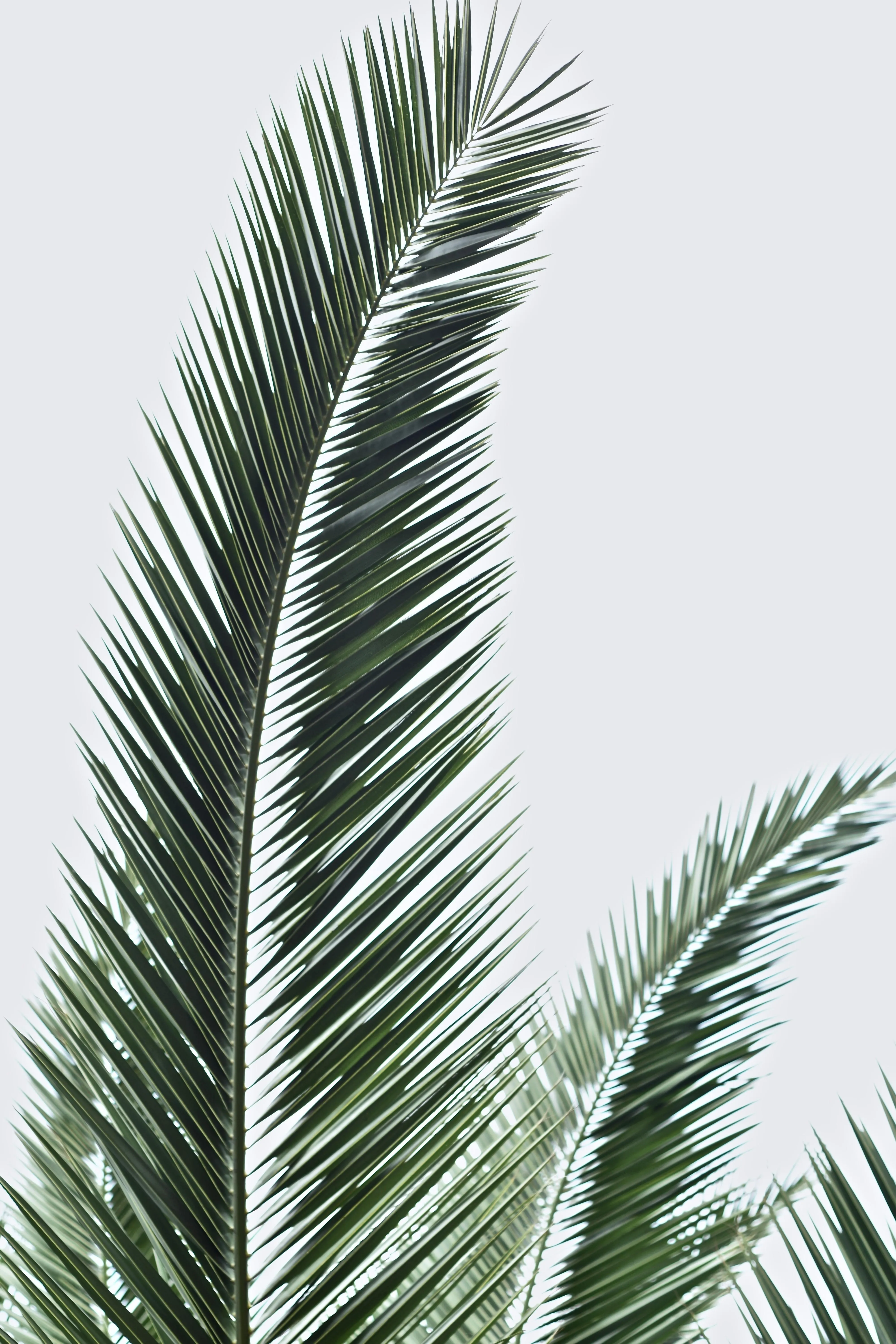Green palm leaves on a white background free Wallpaper