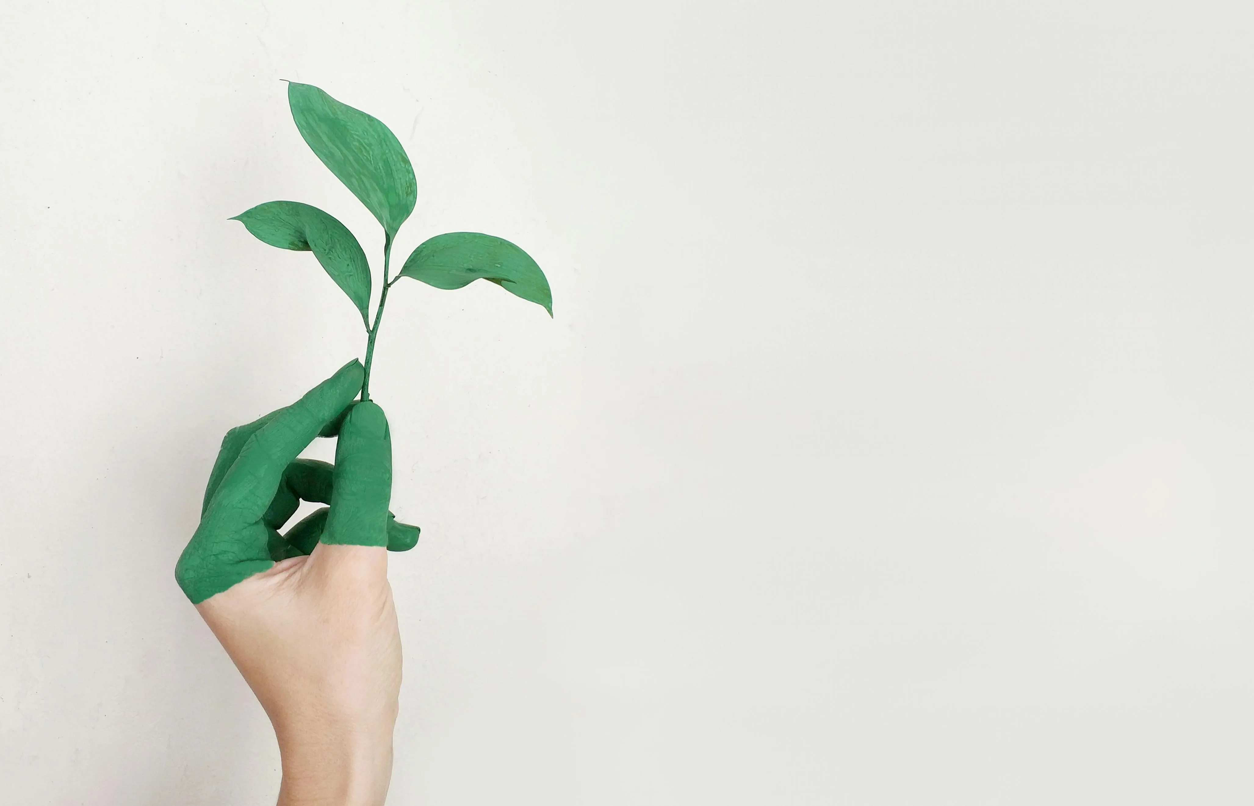 Hand holding a small green plant on a clean white background