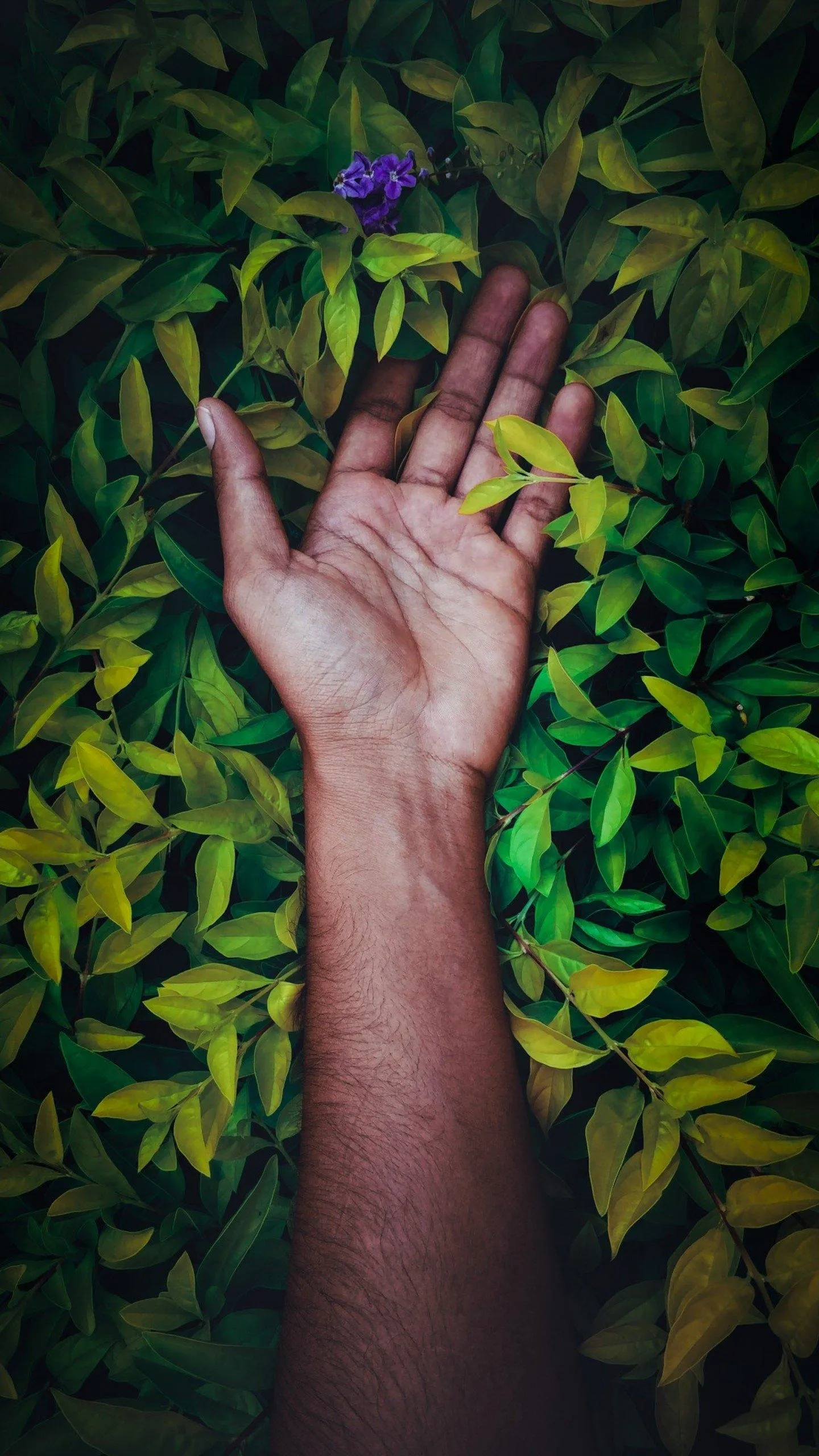 Hand Reaching Through Green Leaves in Bright Natural Light