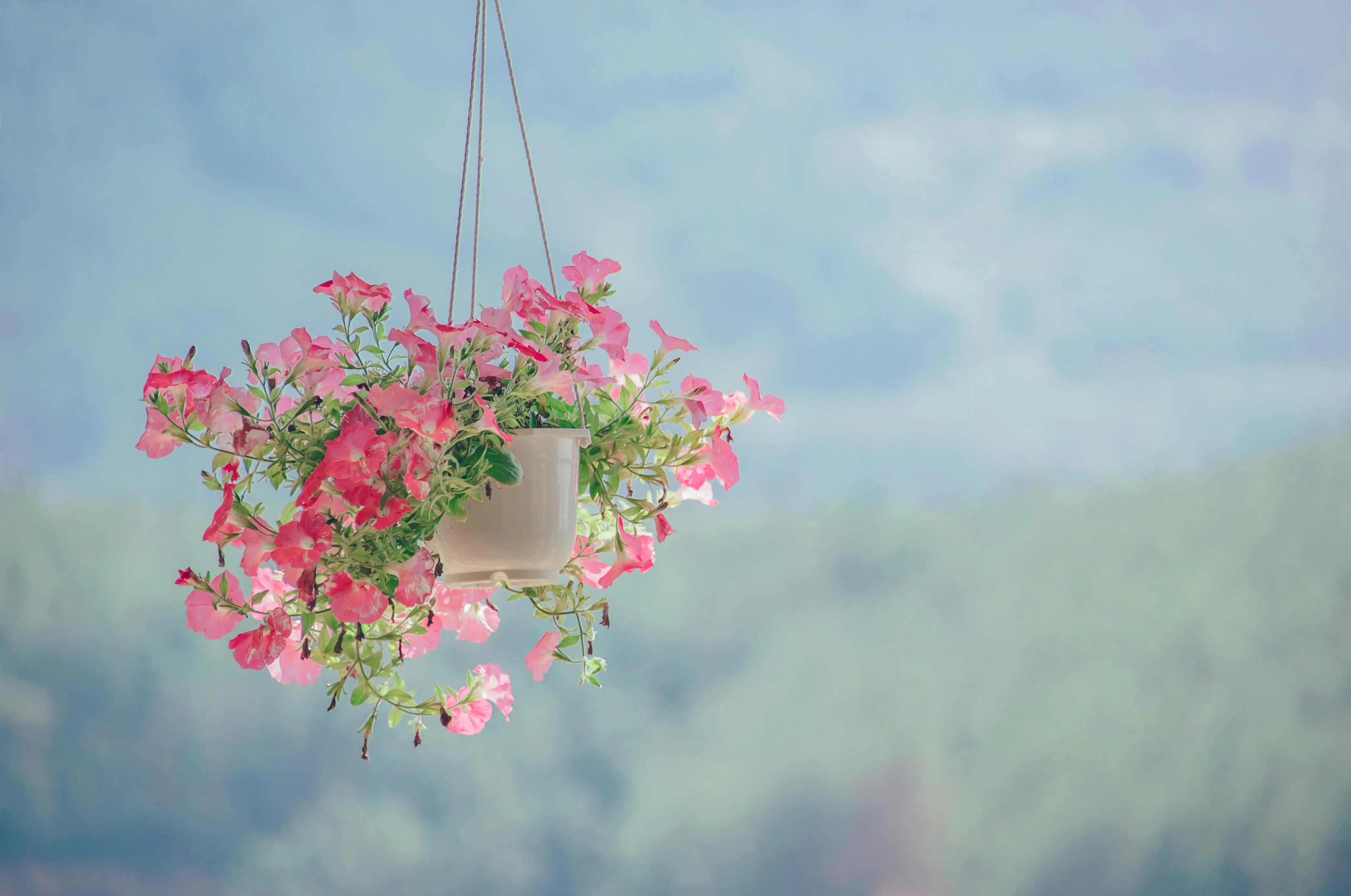 Hanging pink flower pot with blurred backdrop Wallpaper