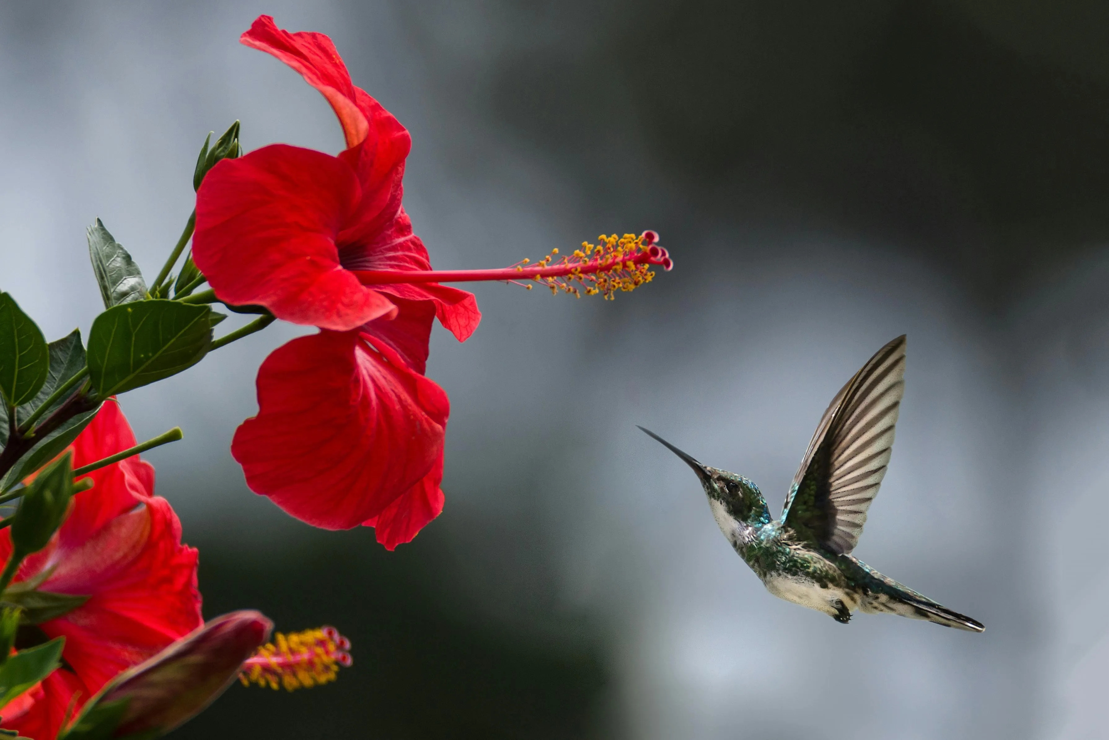 Hummingbird hovering near a red hibiscus flower in flight