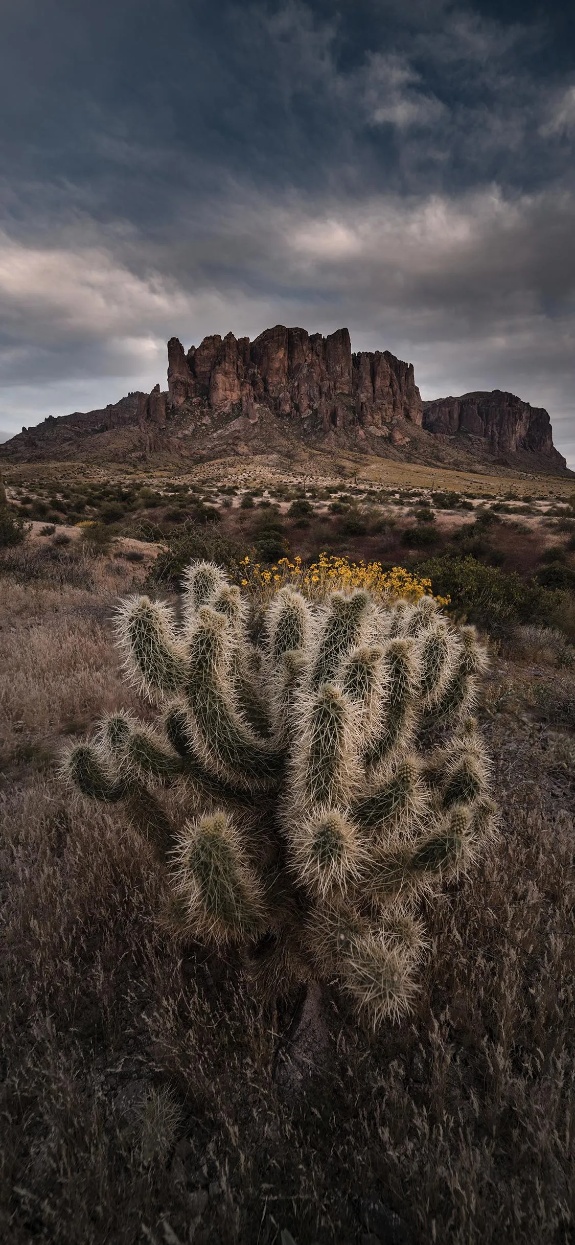 Large Desert Cactus in Brown Rocky Terrain Landscape
