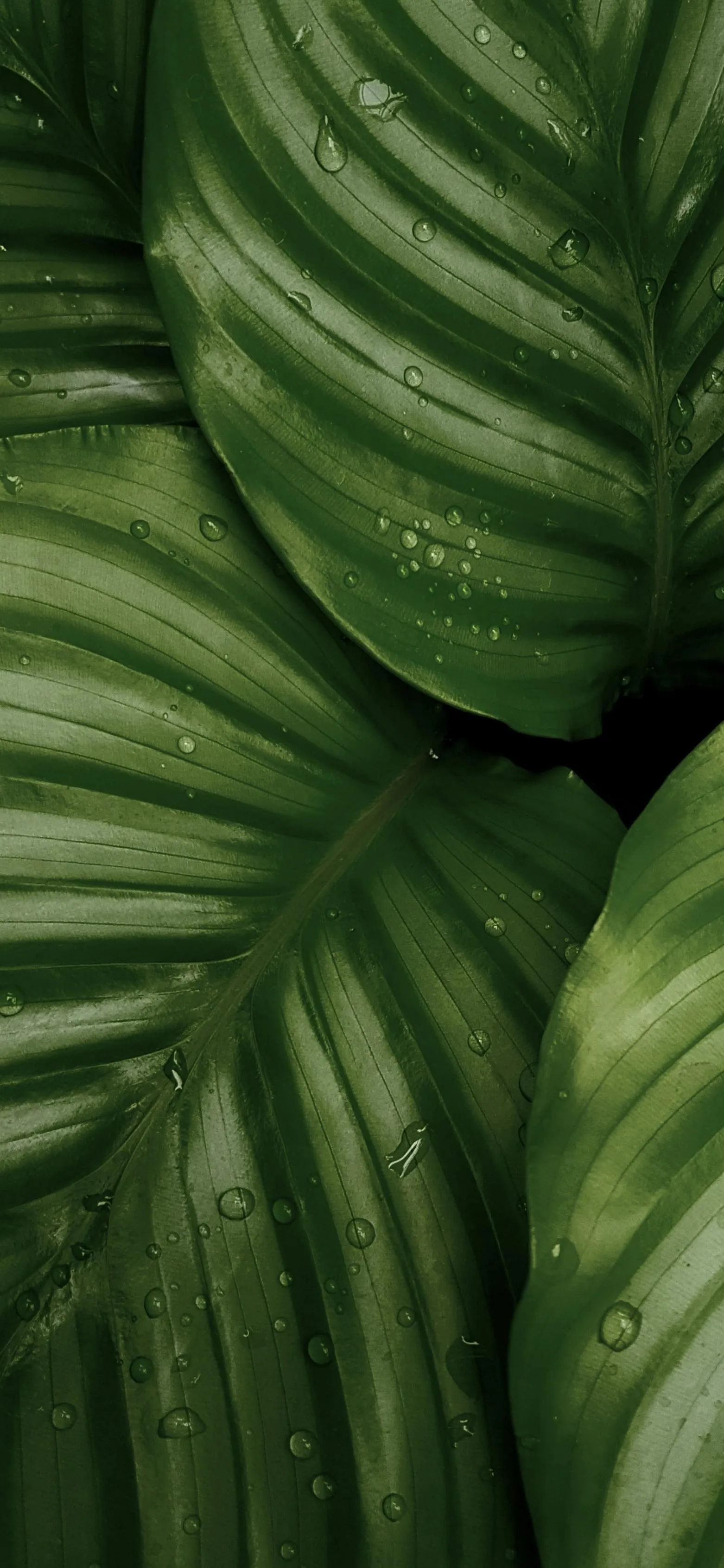 Large Tropical Green Leaves with Nature Aesthetic Wallpaper
