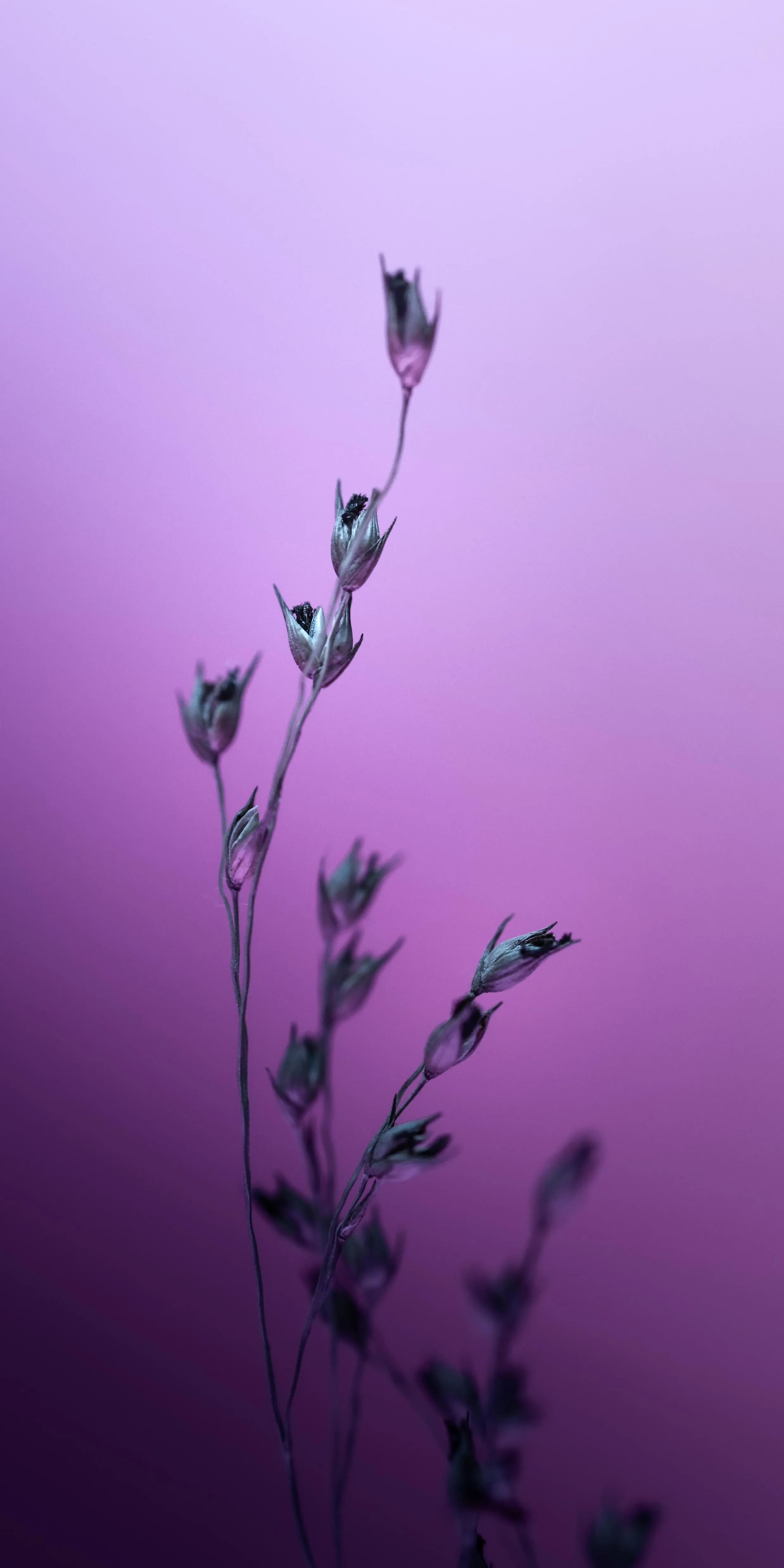 Lavender Flower Silhouette on Soft Gradient Background