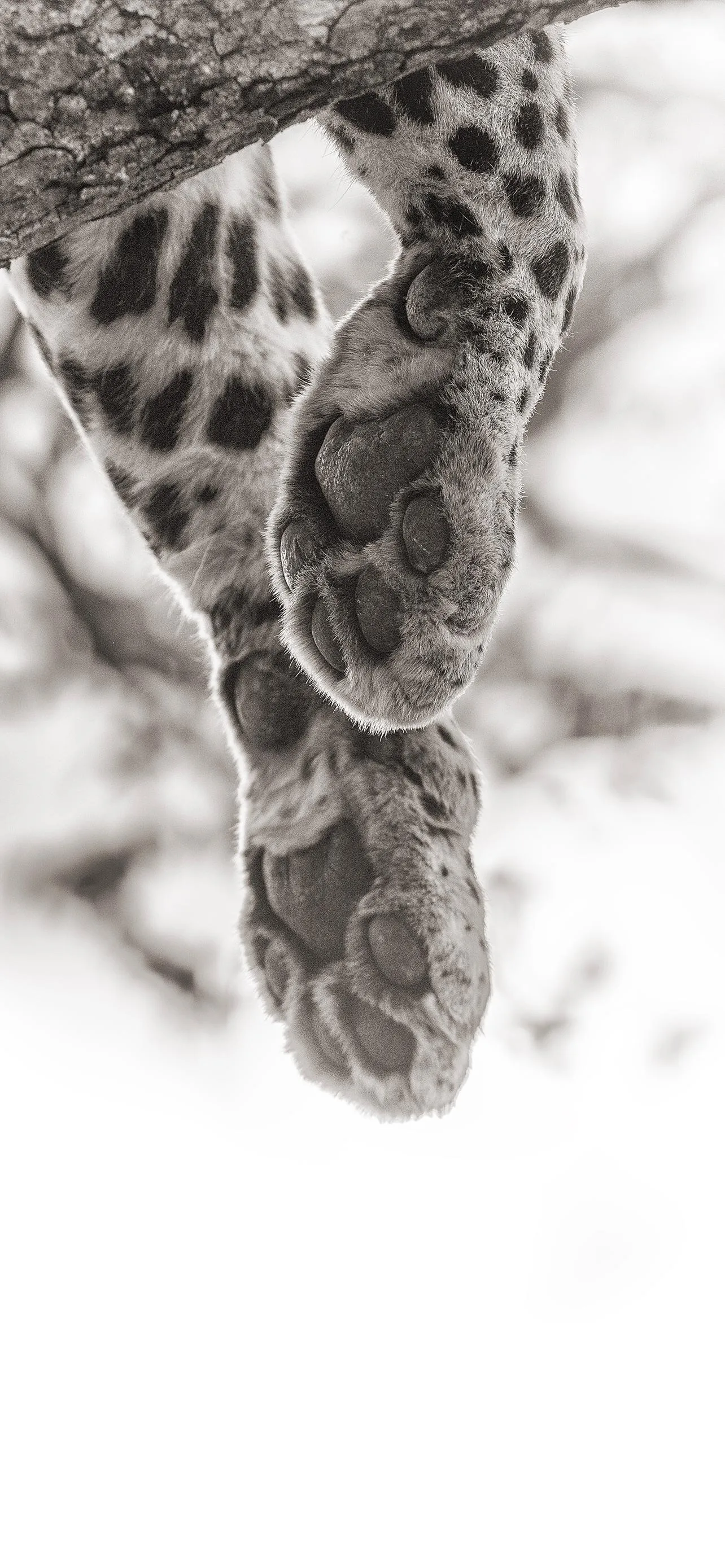 Leopard legs hanging Through Snow Captured in Motion Blur