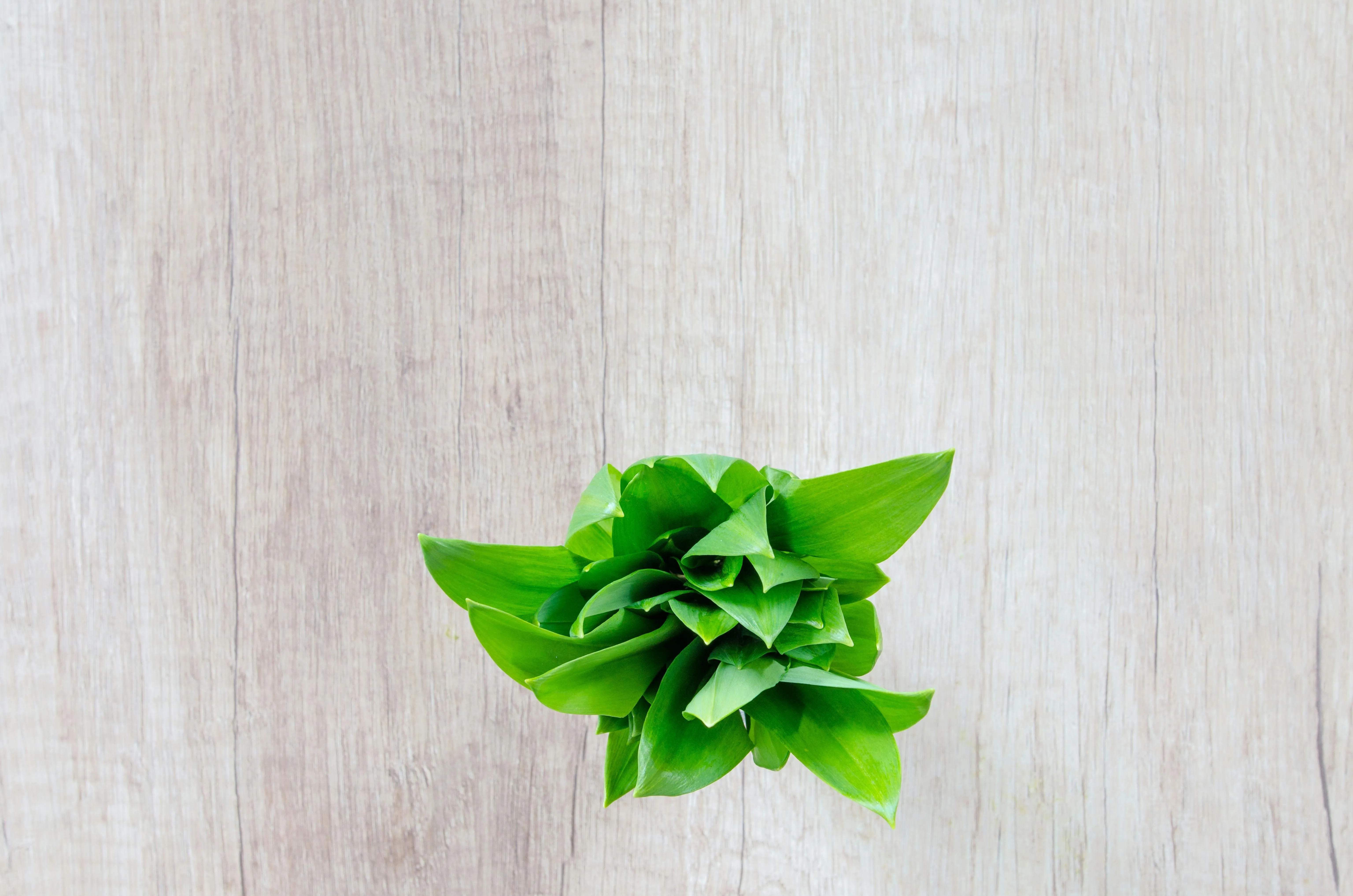 Light wooden table with a fresh green plant free Wallpaper