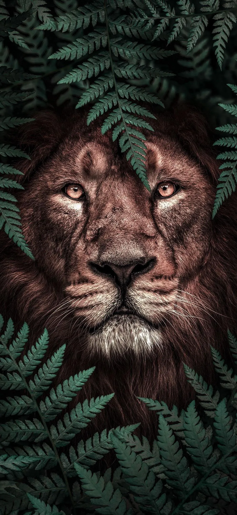 Lion Face Surrounded by Green Fern Leaves in Dark Wallpaper