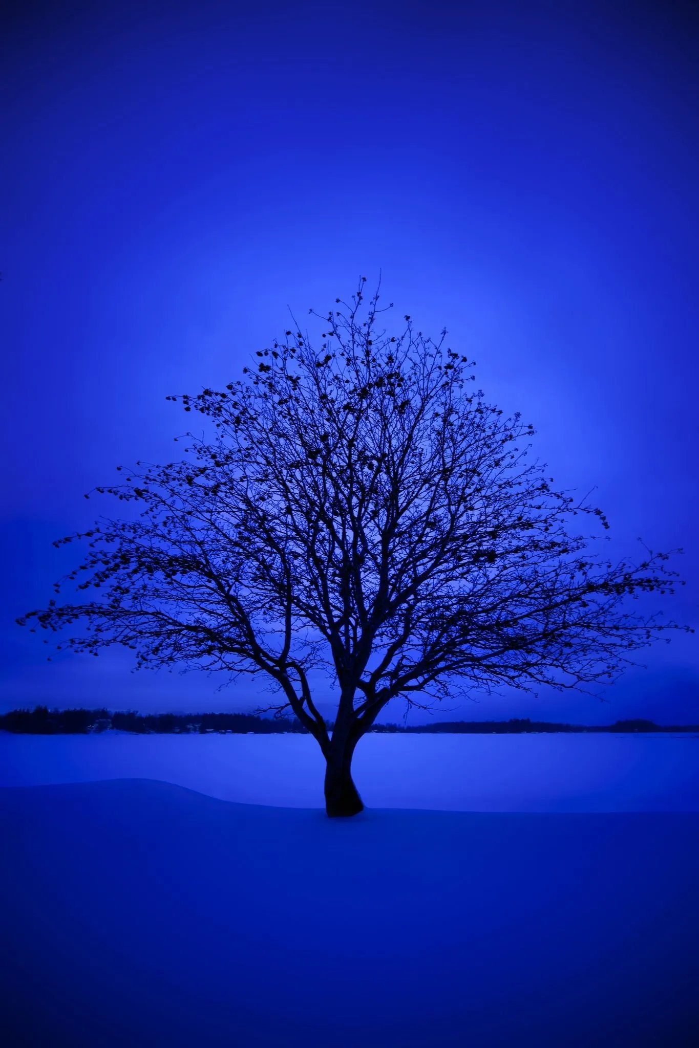 Lone tree shadow image on a glowing blue landscape Wallpaper