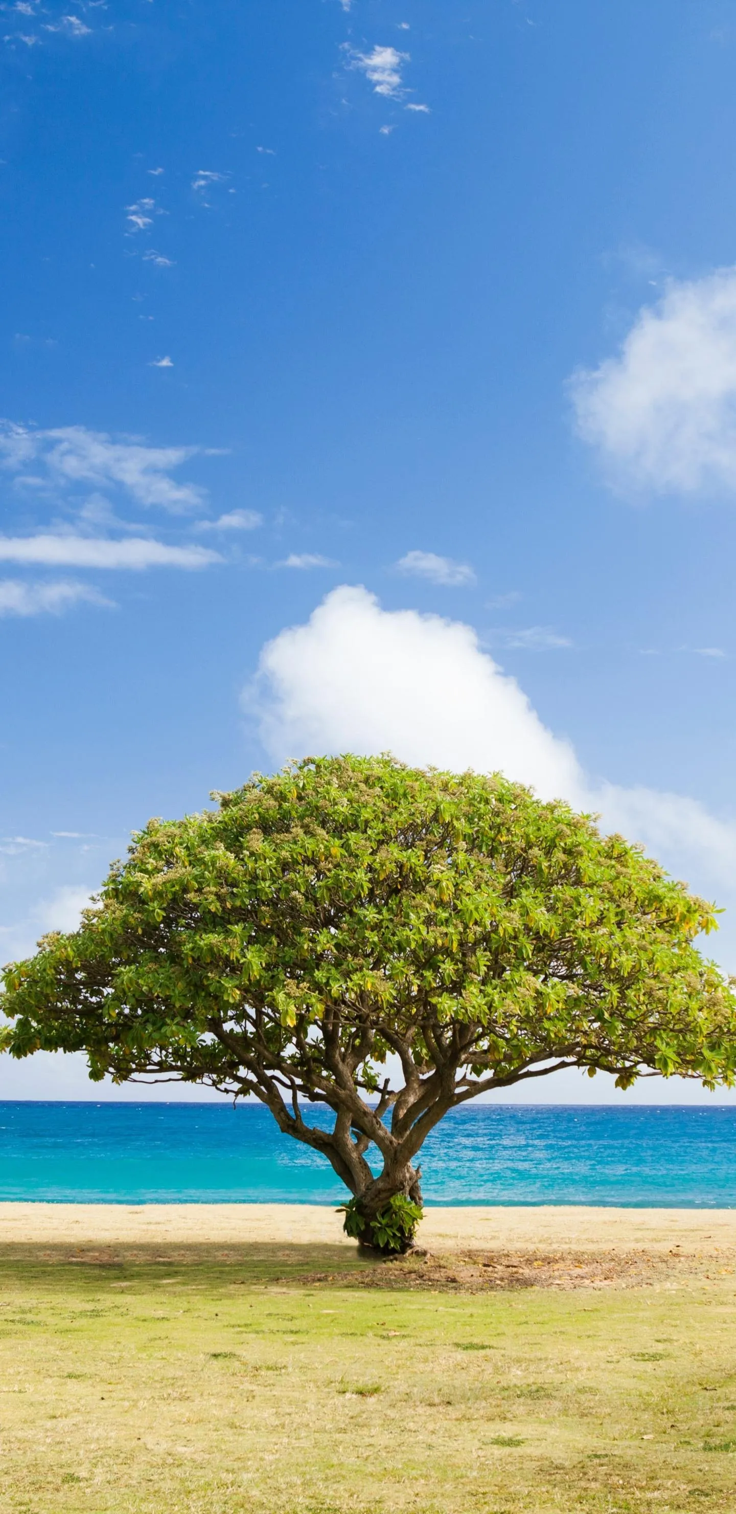 Lone Tree Standing on Grass Field Under Blue Sky Wallpaper