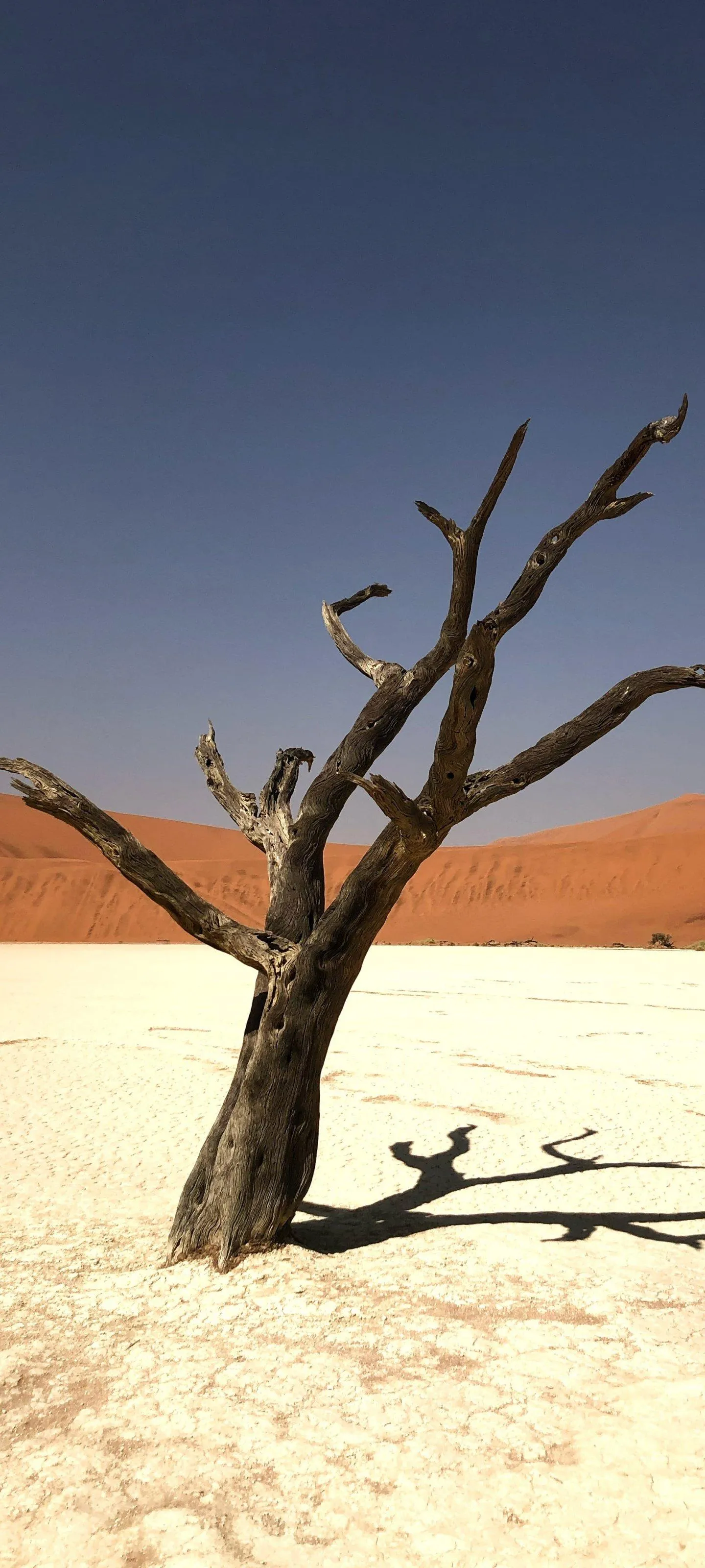 Lonely Dead Tree in Desert Under Bright Blue Sky Wallpaper