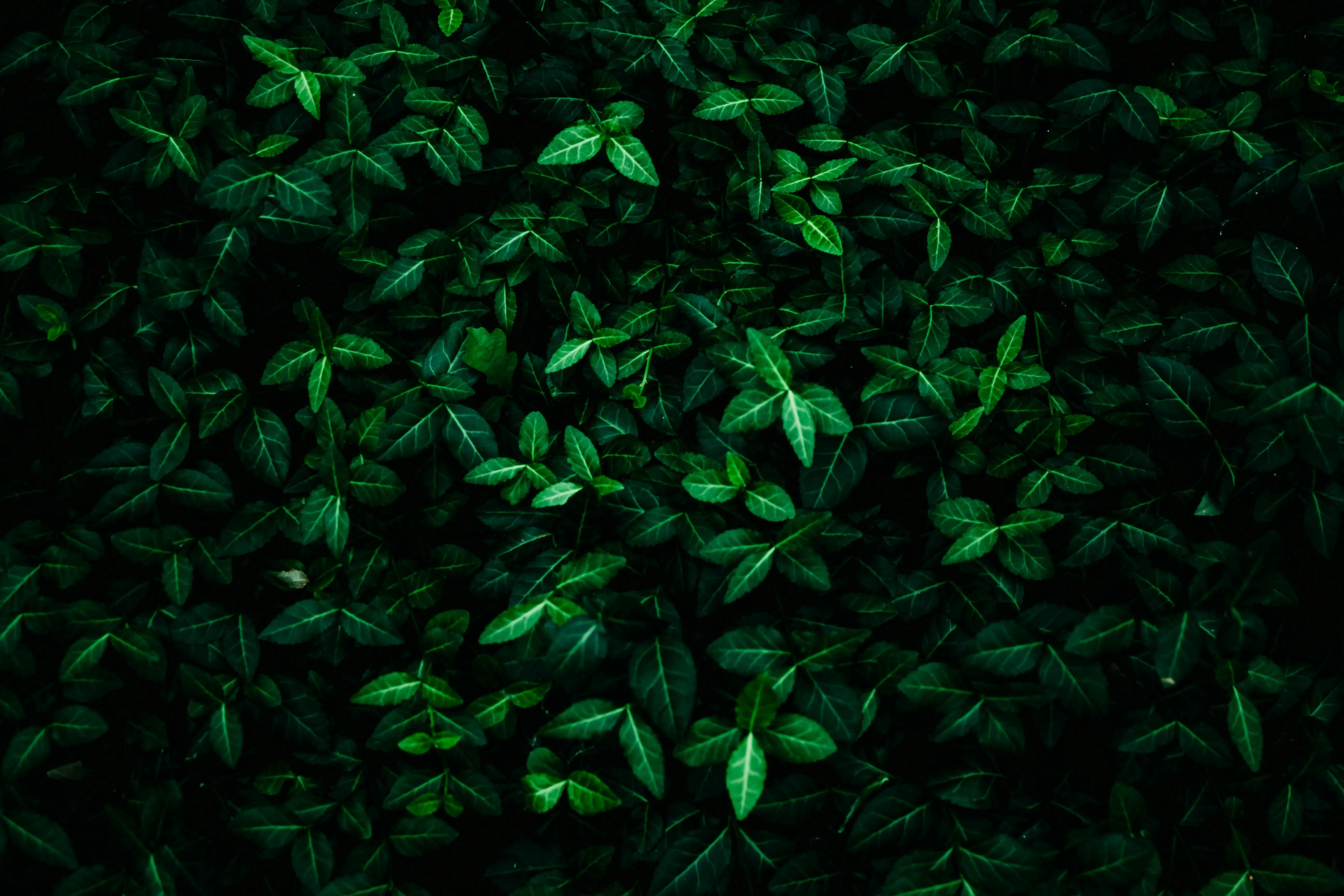 Lush dark green leaves with a glowing lighting effect HD