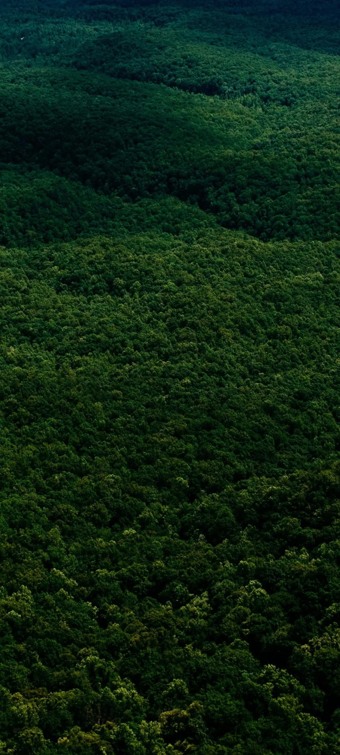 Lush Green Forest Covering Rolling Hills in Natural Landscape