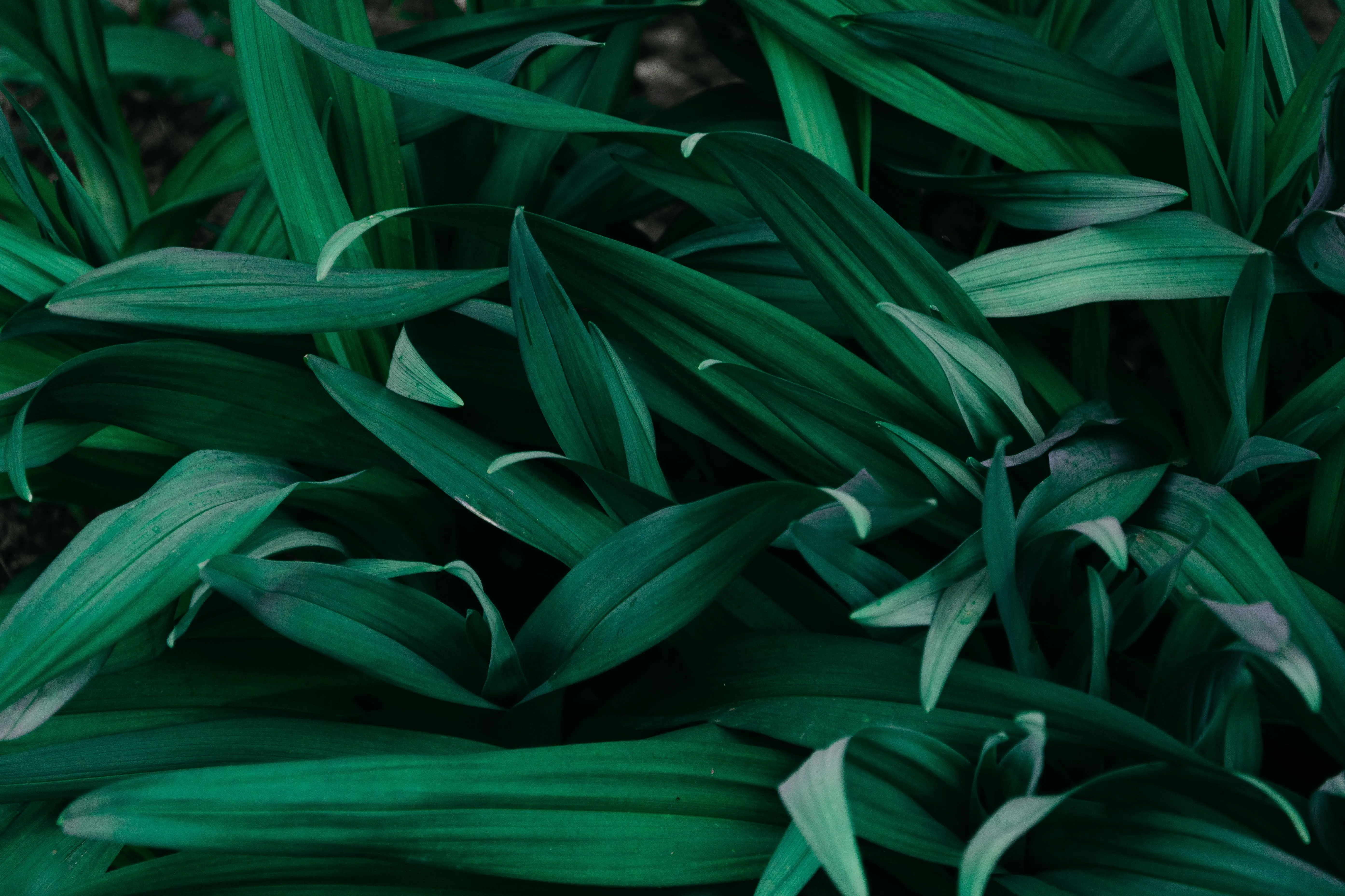 Lush green leaves with natural texture for eco backgrounds