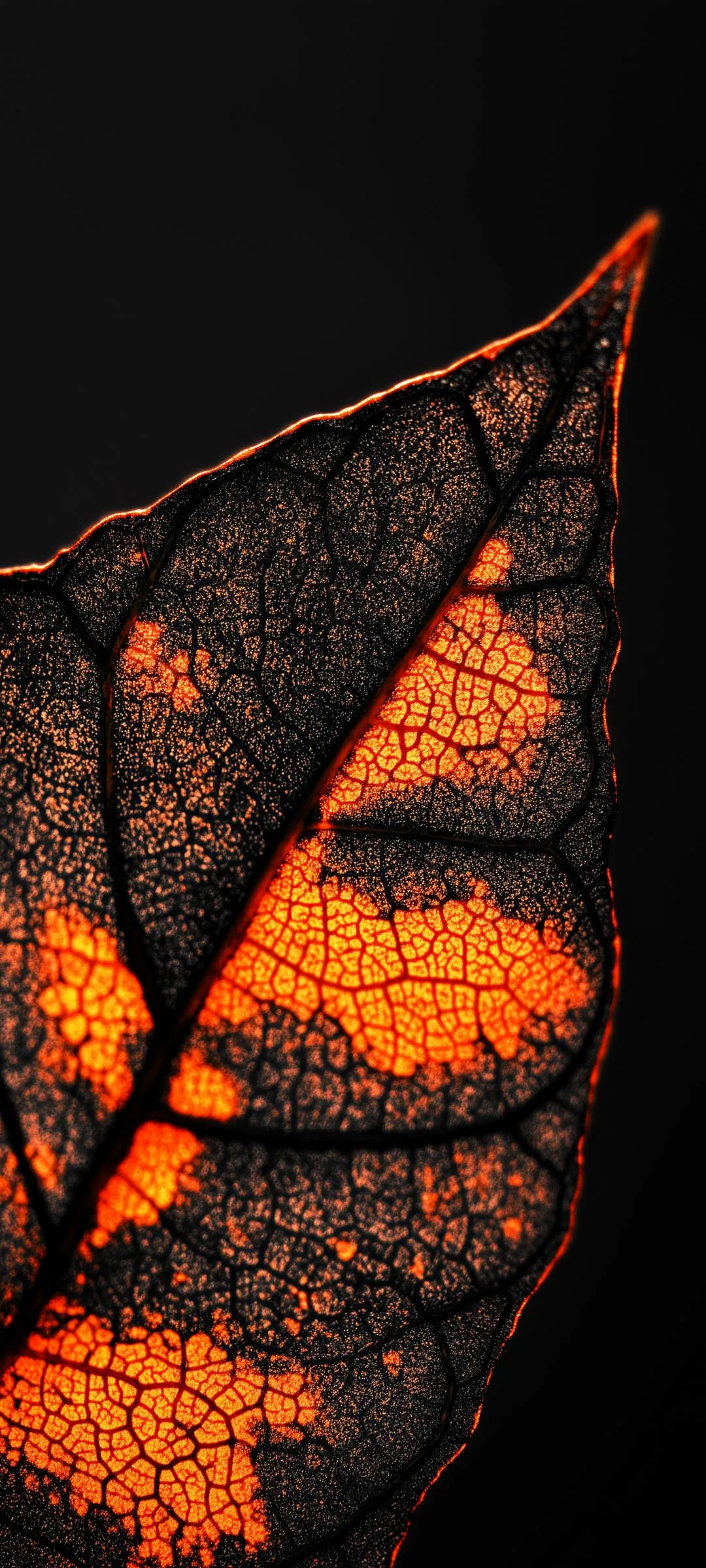 Macro of autumn leaf glowing in dark natural setting