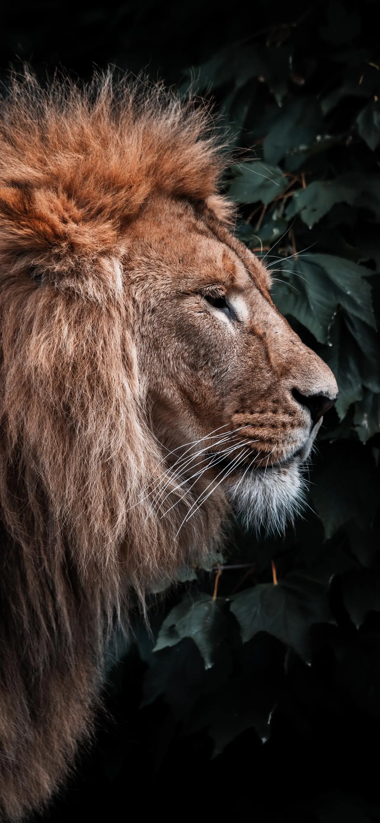 Majestic Lion Close Up with Intense Expression in Wild