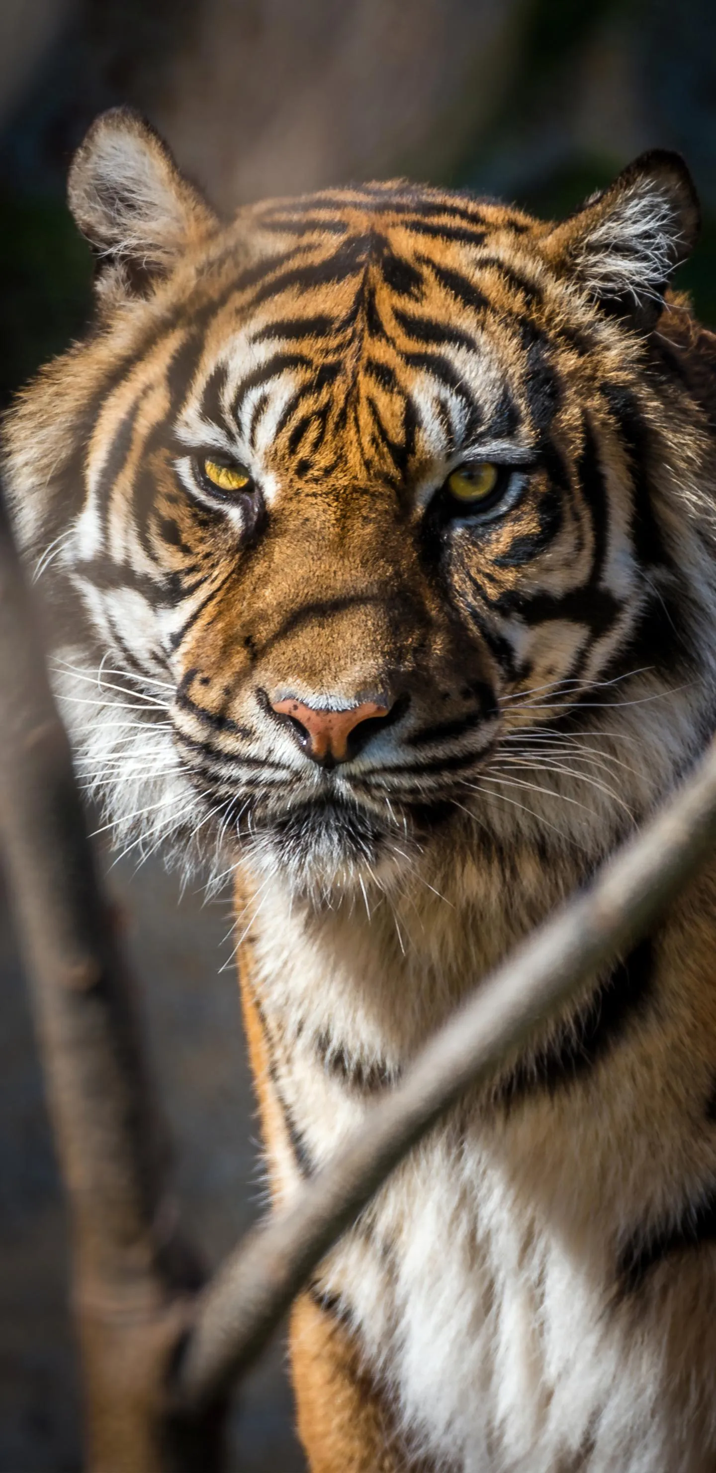 Majestic Tiger Standing and Looking Ahead in Forest
