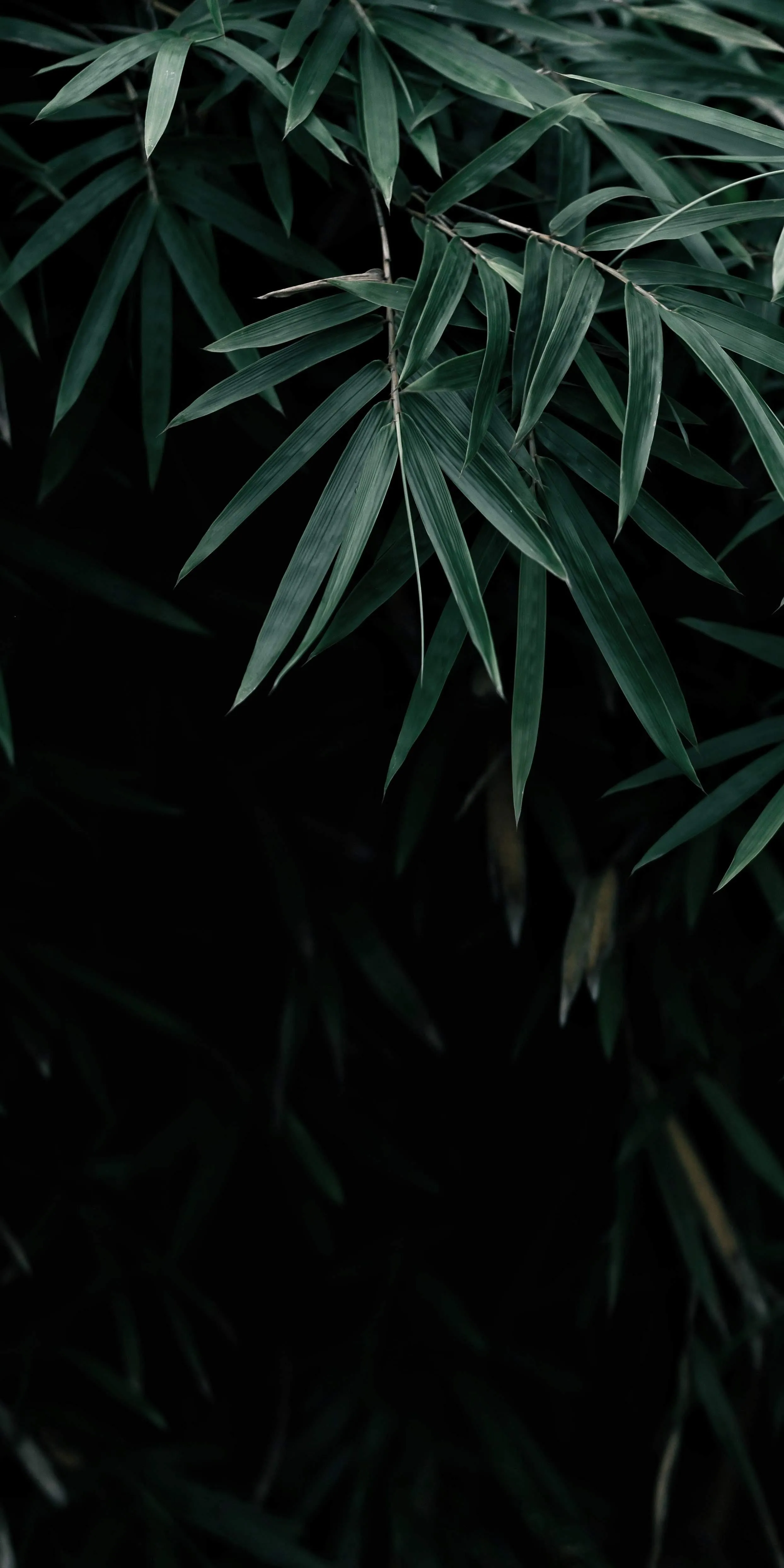 Minimal Bamboo Leaves on Black for Natural Aesthetic Look