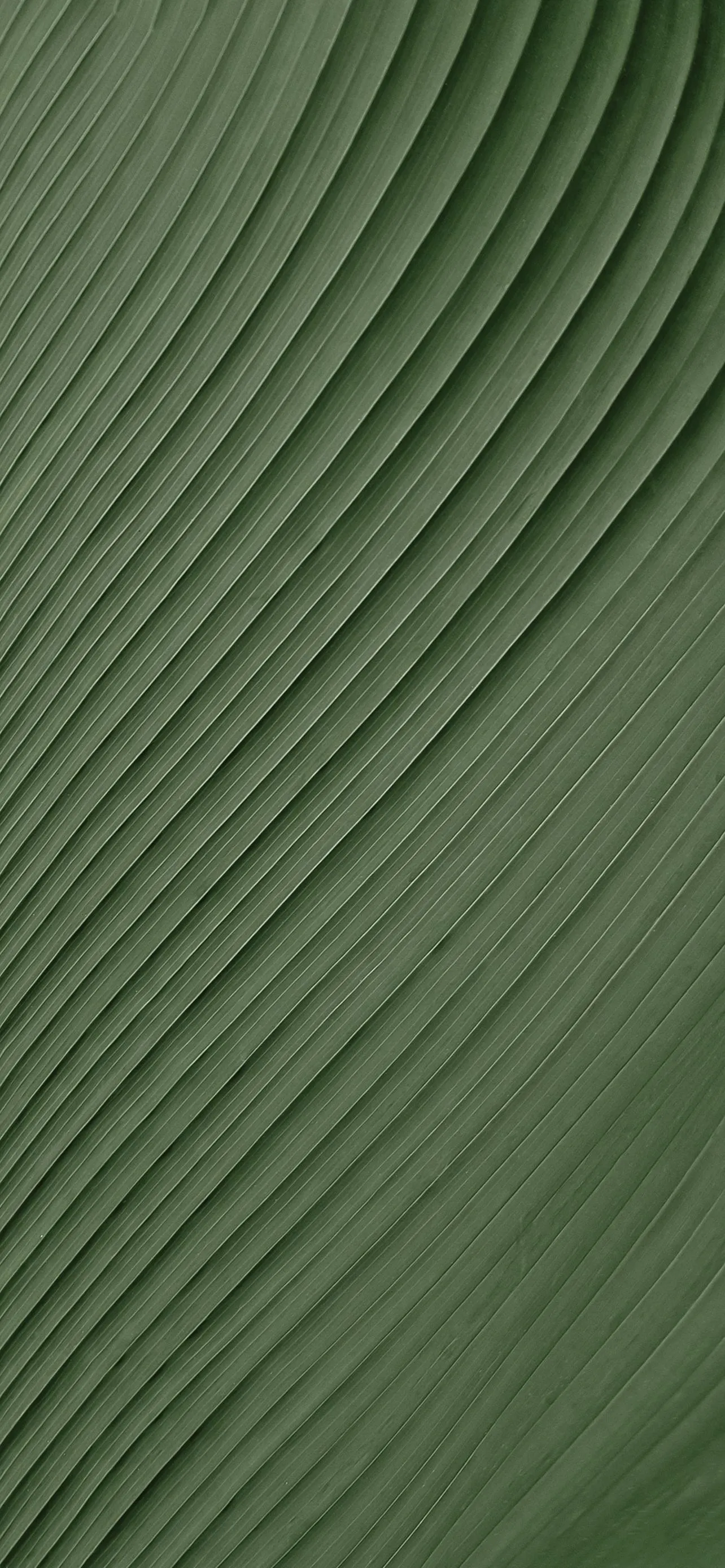 Minimal Green Leaf Texture with Natural Light Shadows