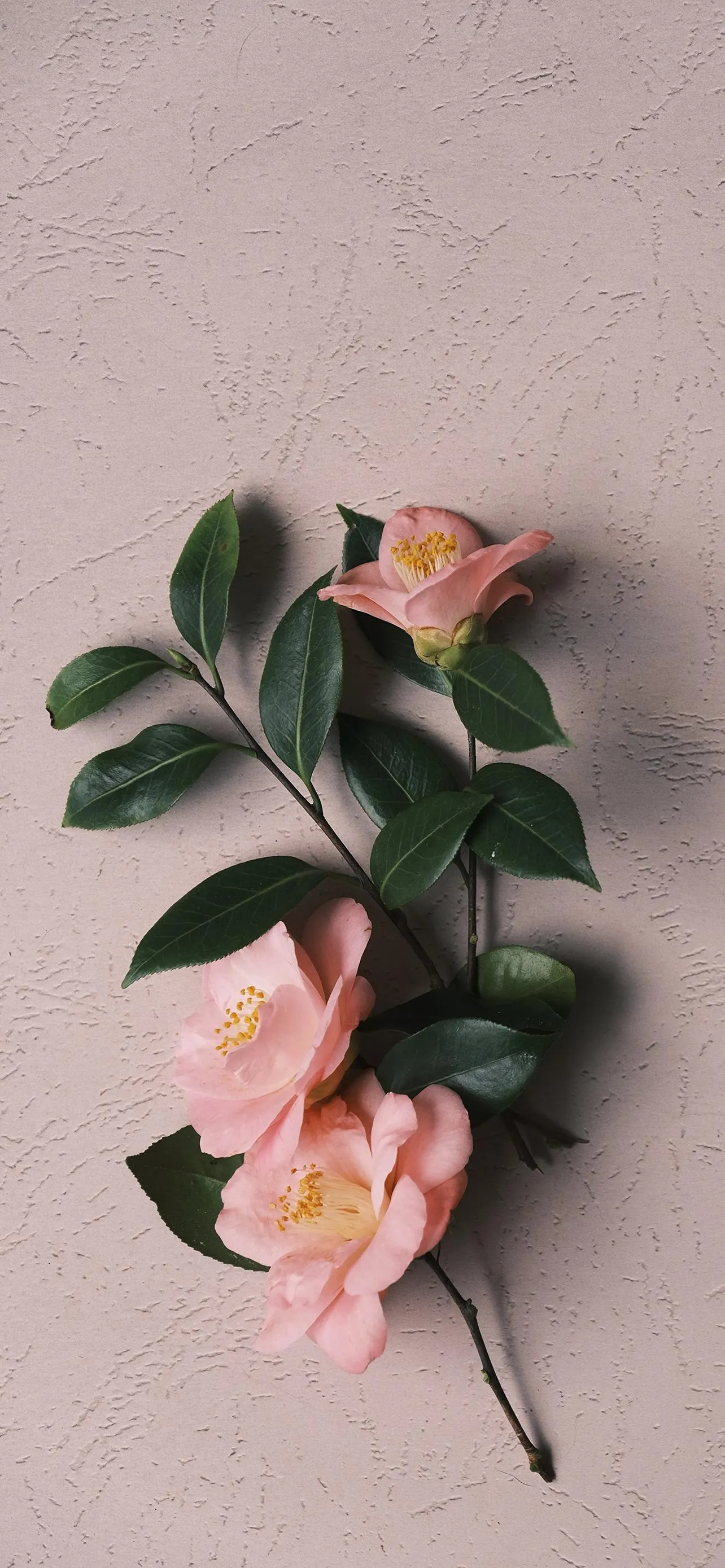 Minimal Pink Flowers on Light Peach Background Wallpaper