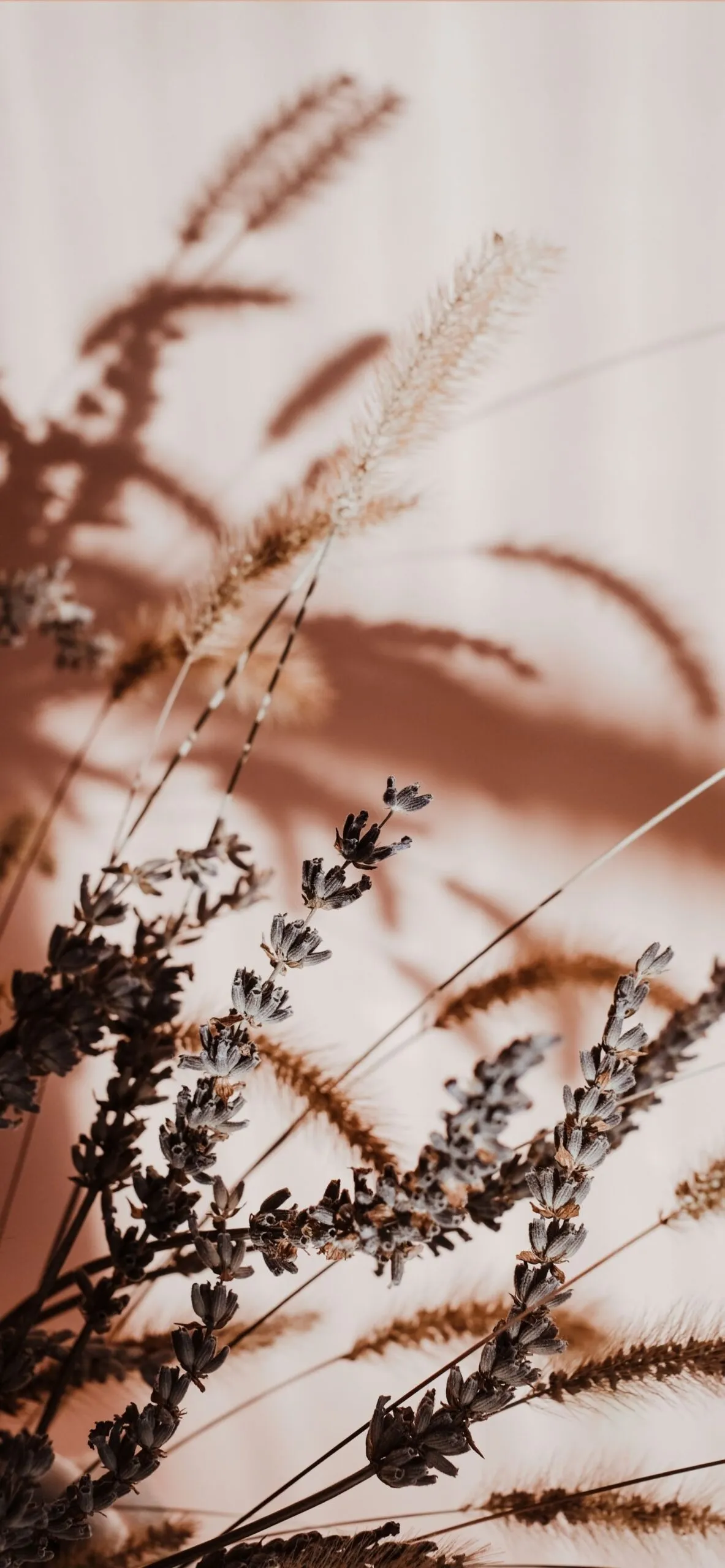 Minimal plant aesthetic in warm neutral lighting Wallpaper