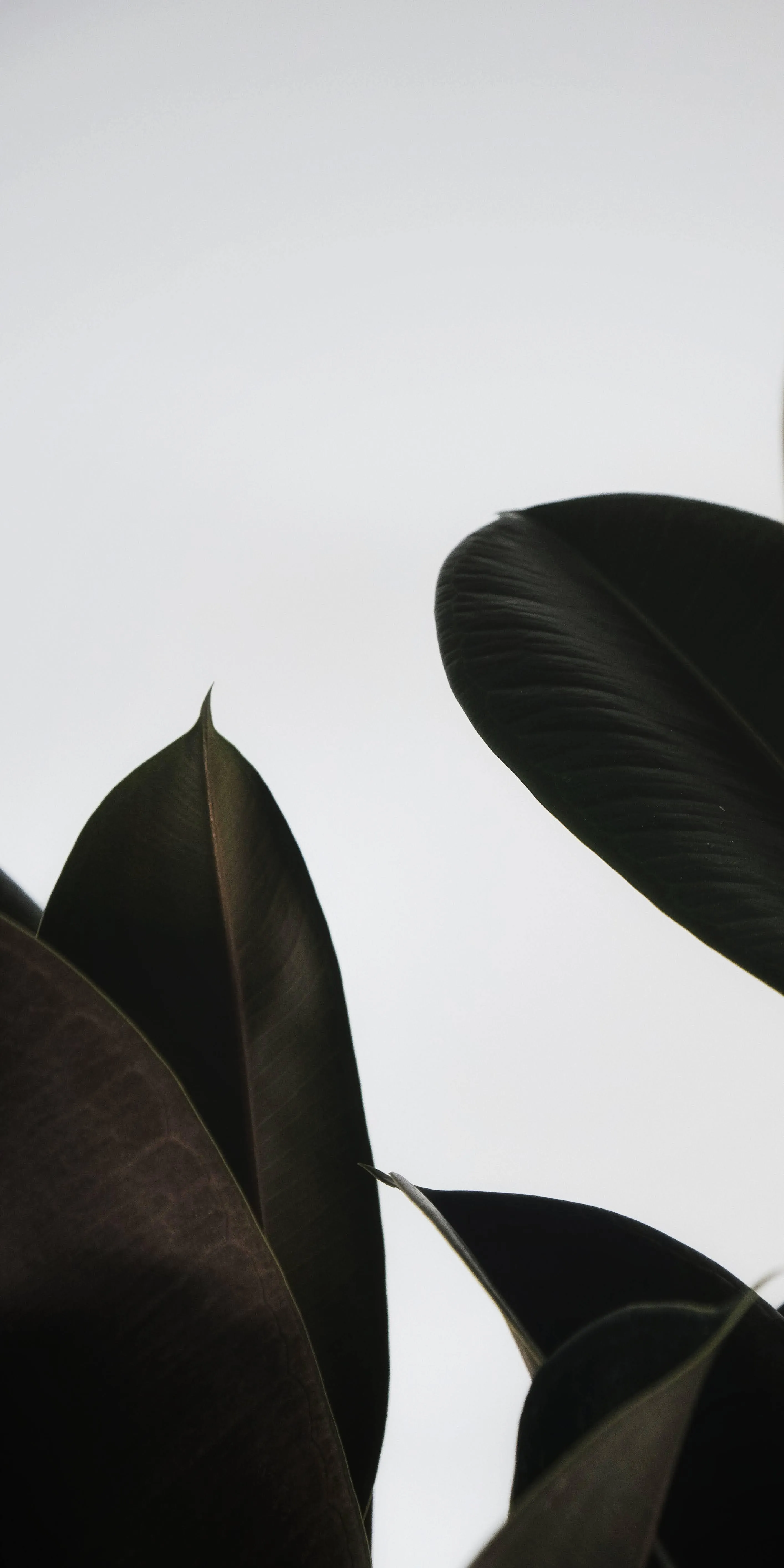 Minimal Plant Leaves on White Soft Background Wallpaper