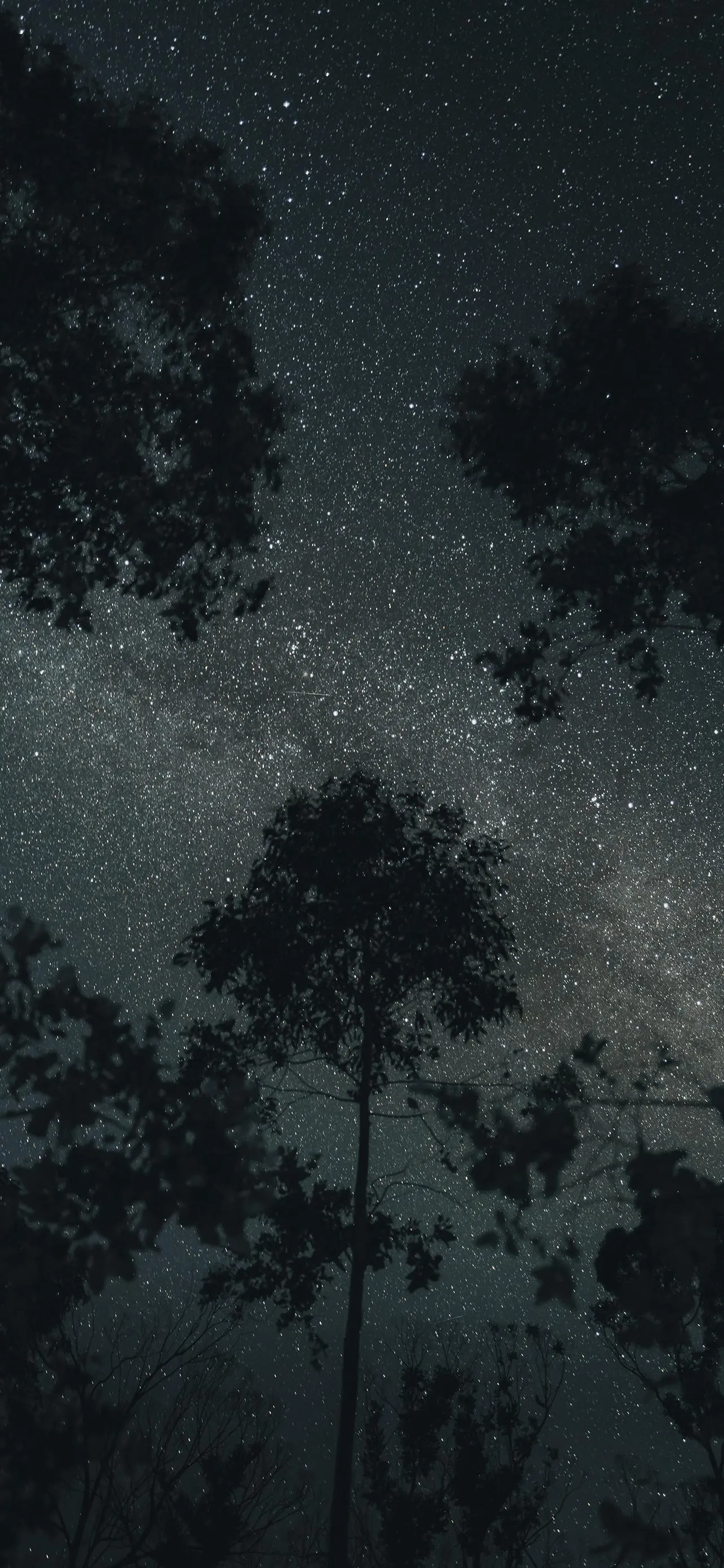 Misty Forest and Trees Captured in Dark Silhouette Wallpaper