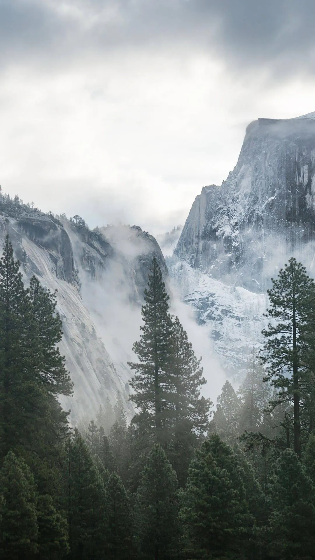 Misty mountain landscape with tall pine trees free Wallpaper
