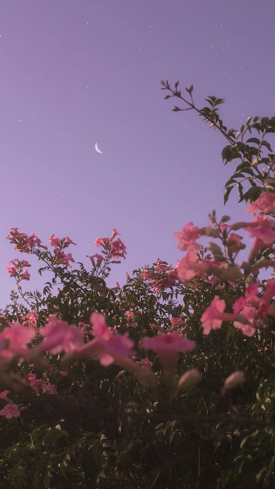 Moonlight sky with blooming flowers and tree branches 4k