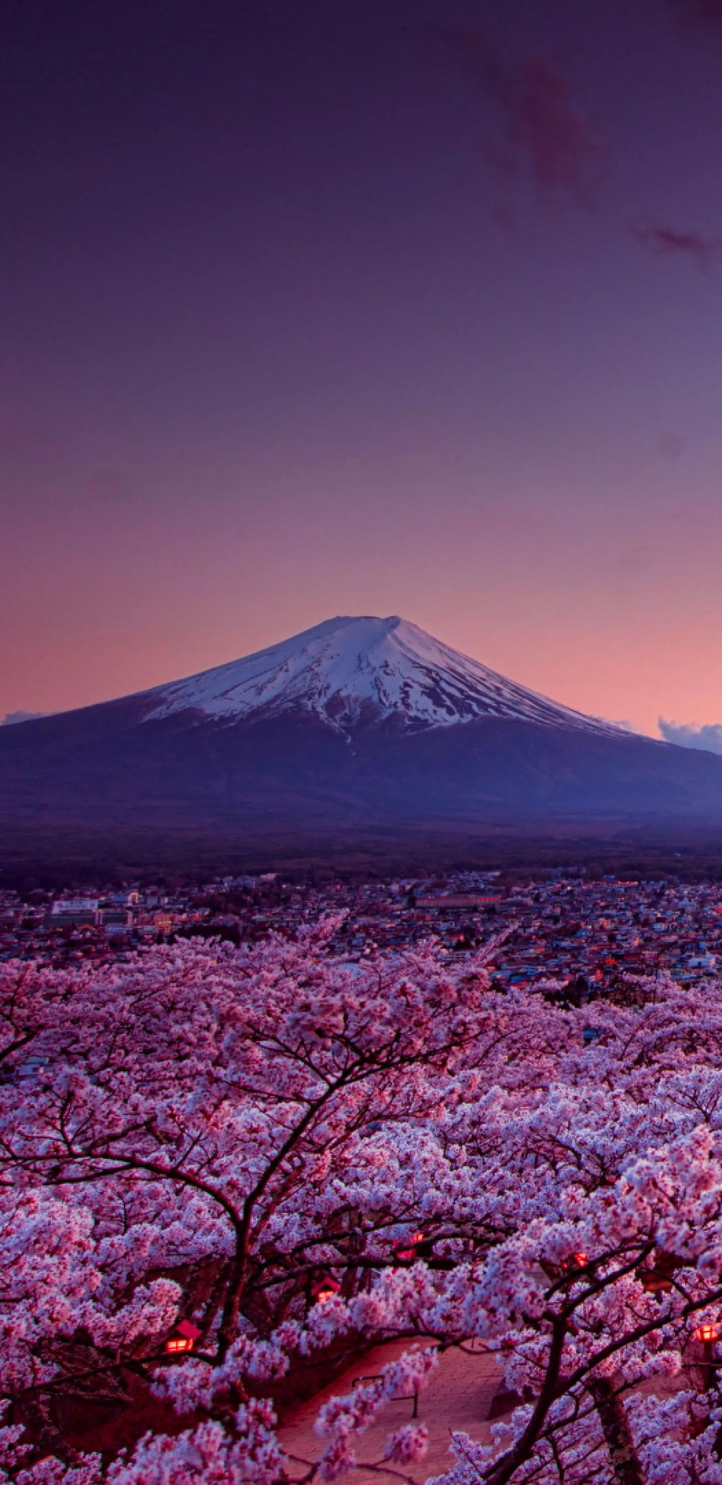 Mount Fuji with cherry blossoms in magical twilight
