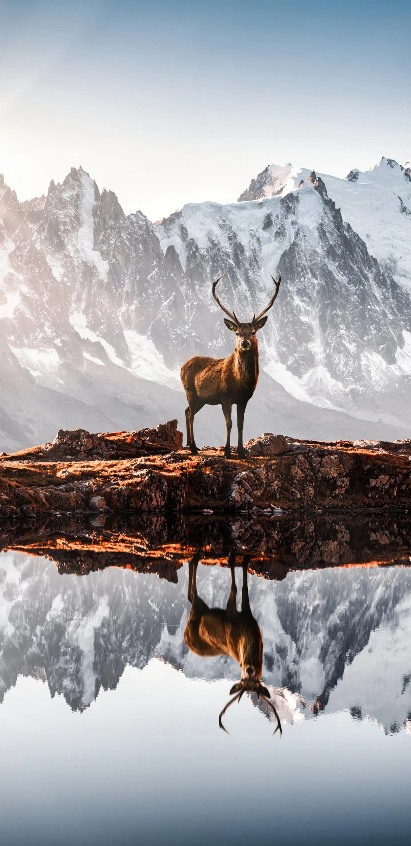 Mountain Deer Reflected in Calm Snow Lake Landscape