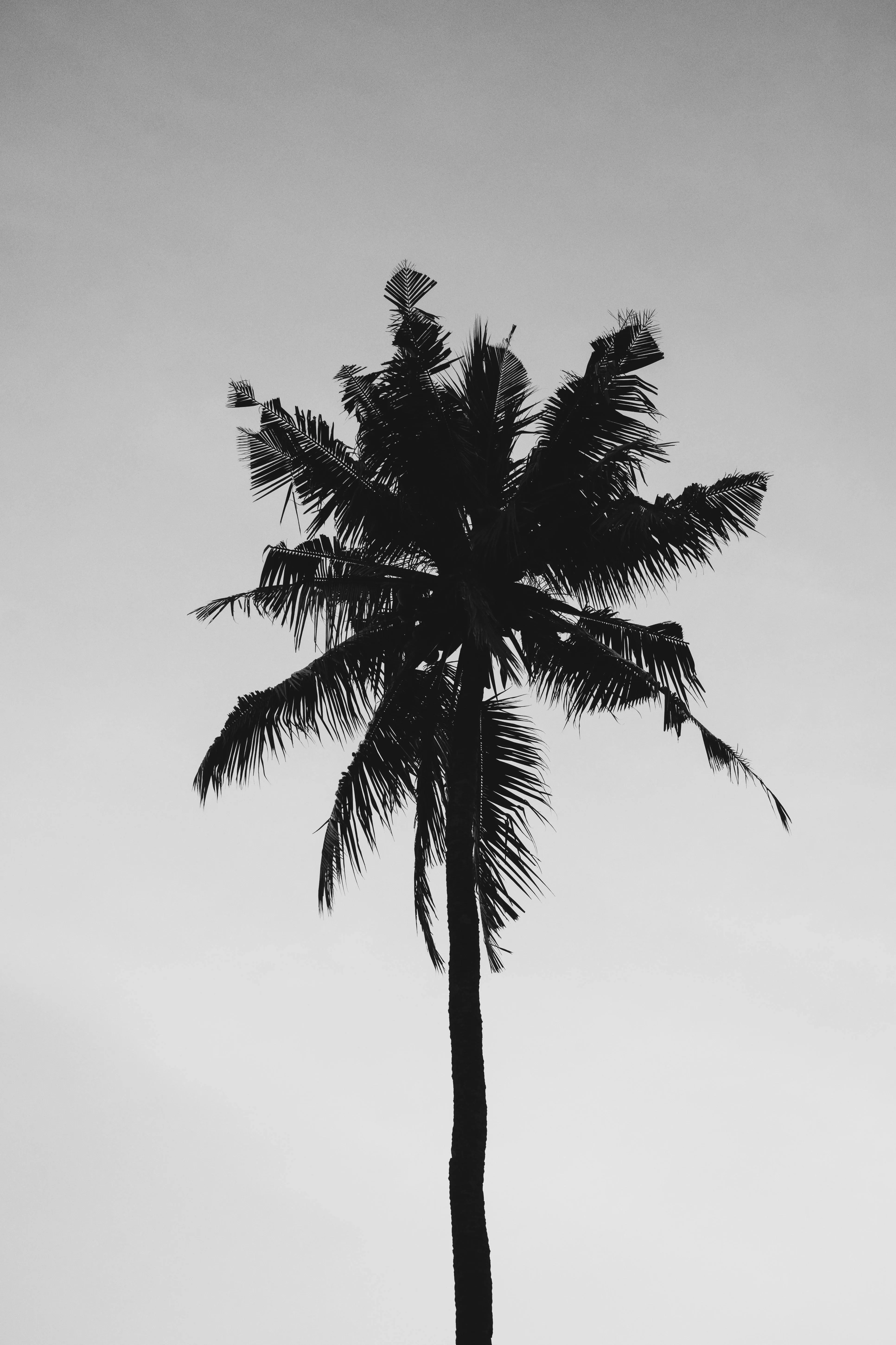 Outline of a tall palm tree against a light gray sky image