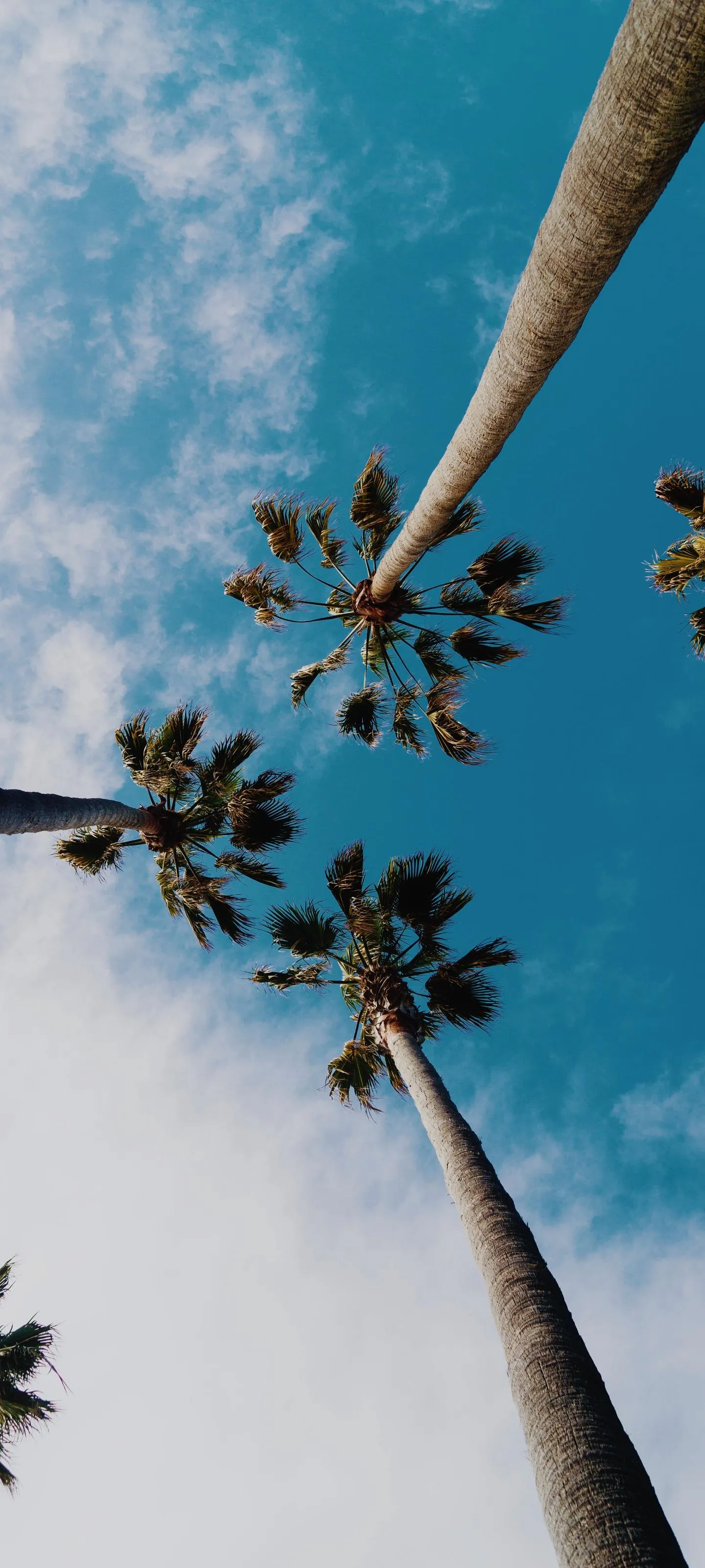 Palm Tree Silhouettes Against a Bright Blue Sky View