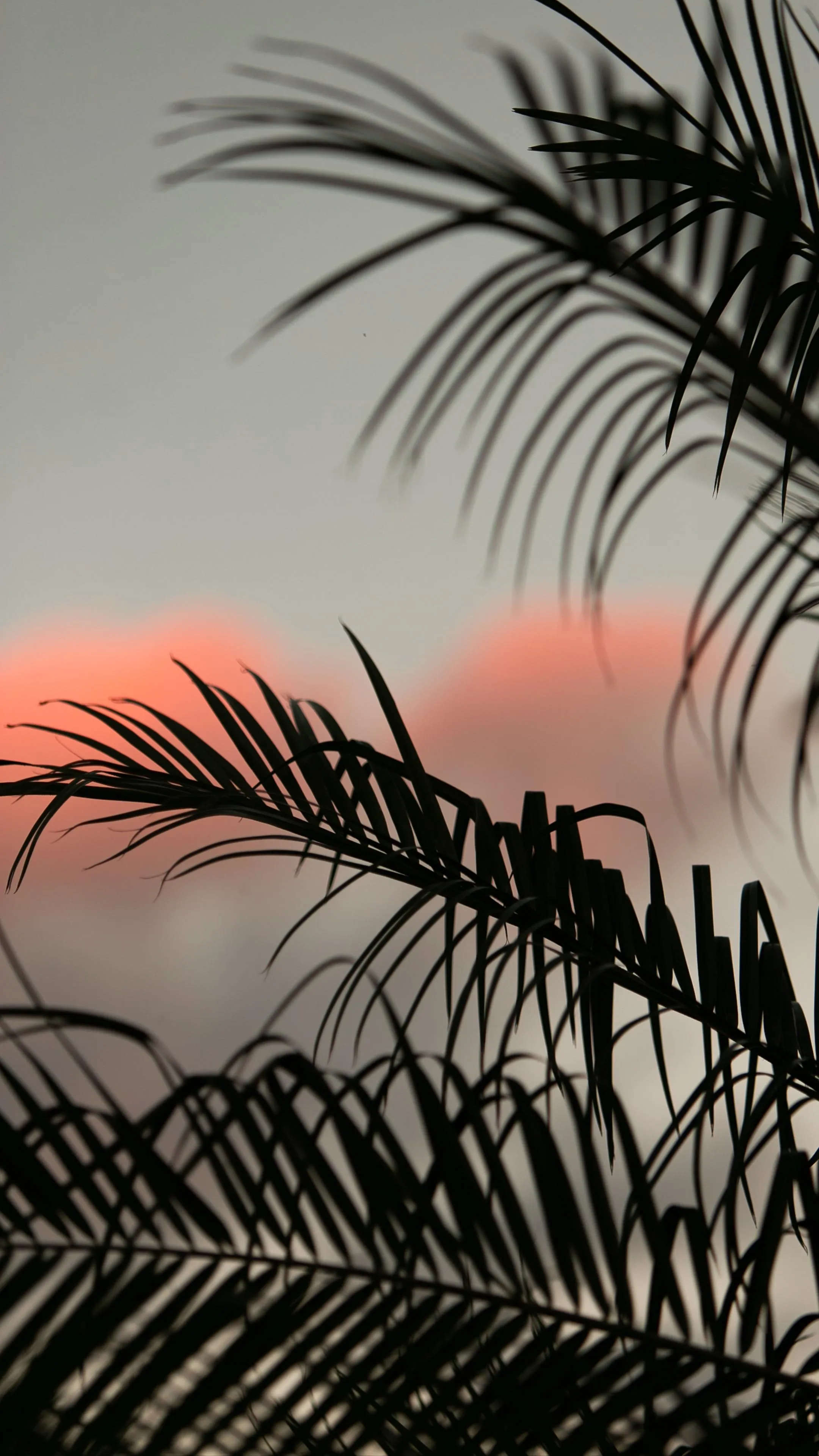 Palm Tree Silhouettes Framing Vibrant Sunset Glow Wallpaper