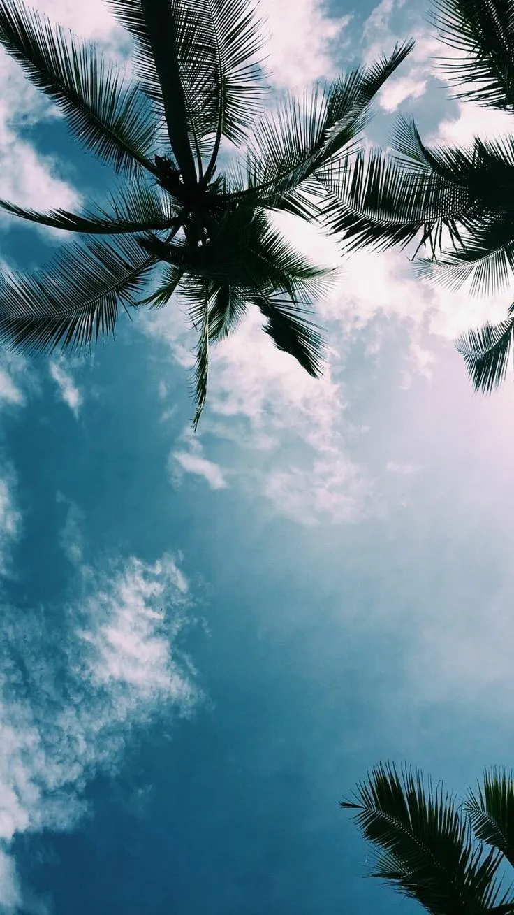 Palm trees reflected in calm blue tropical water Wallpaper