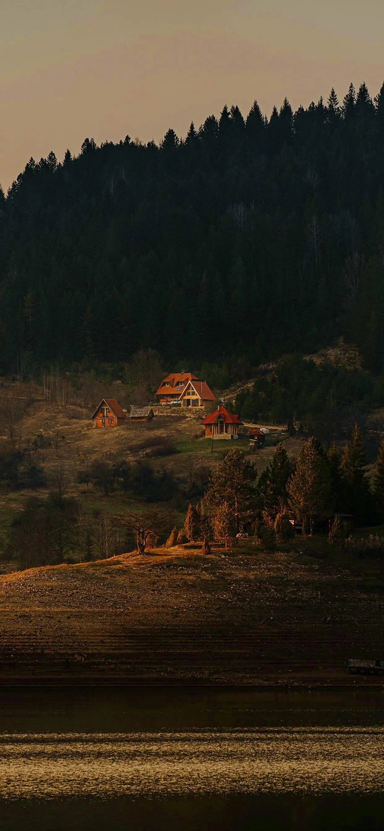Peaceful Forest Hillside during Autumn Golden Hour