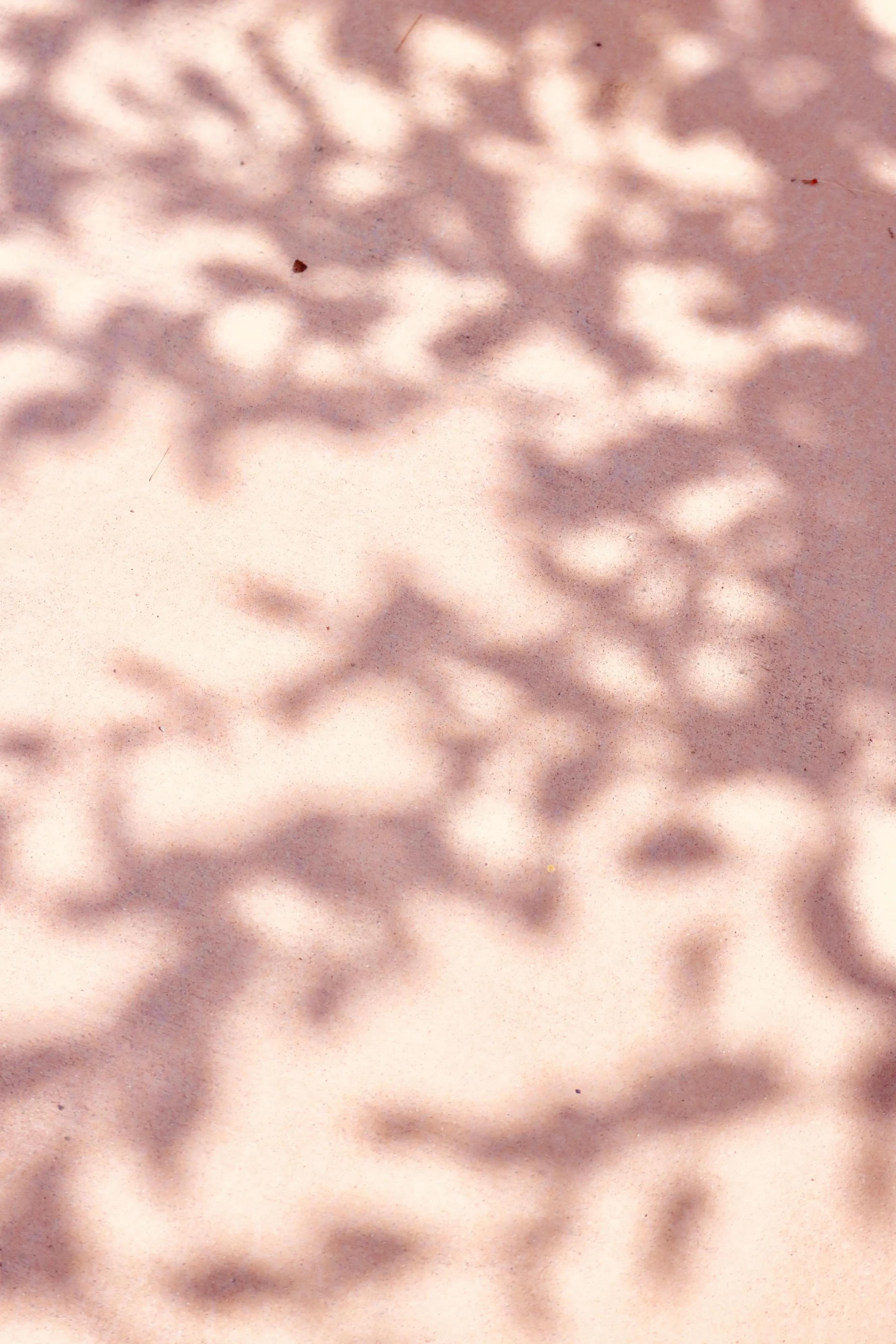 Pink wall background with soft tree shadow HD Wallpaper