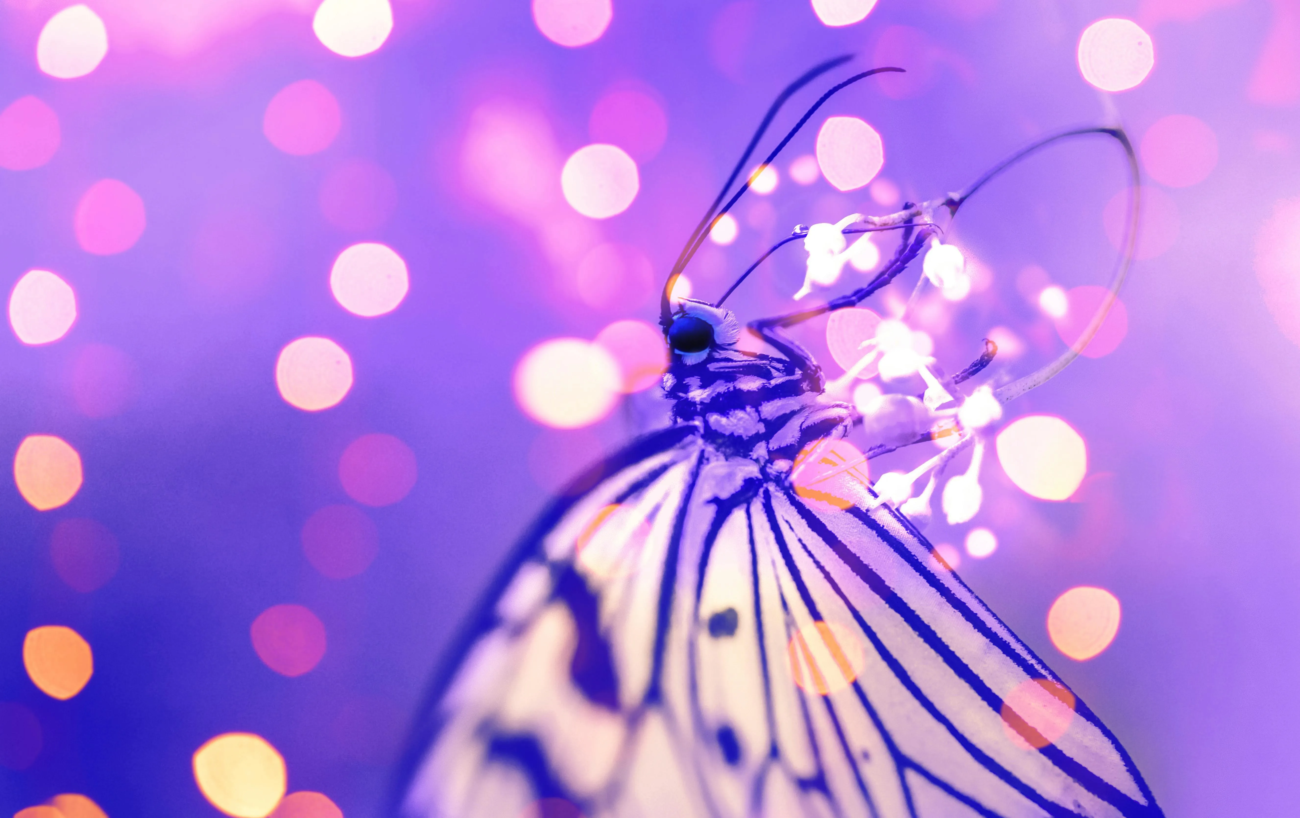 Purple bokeh lights with a glowing butterfly in focus HD