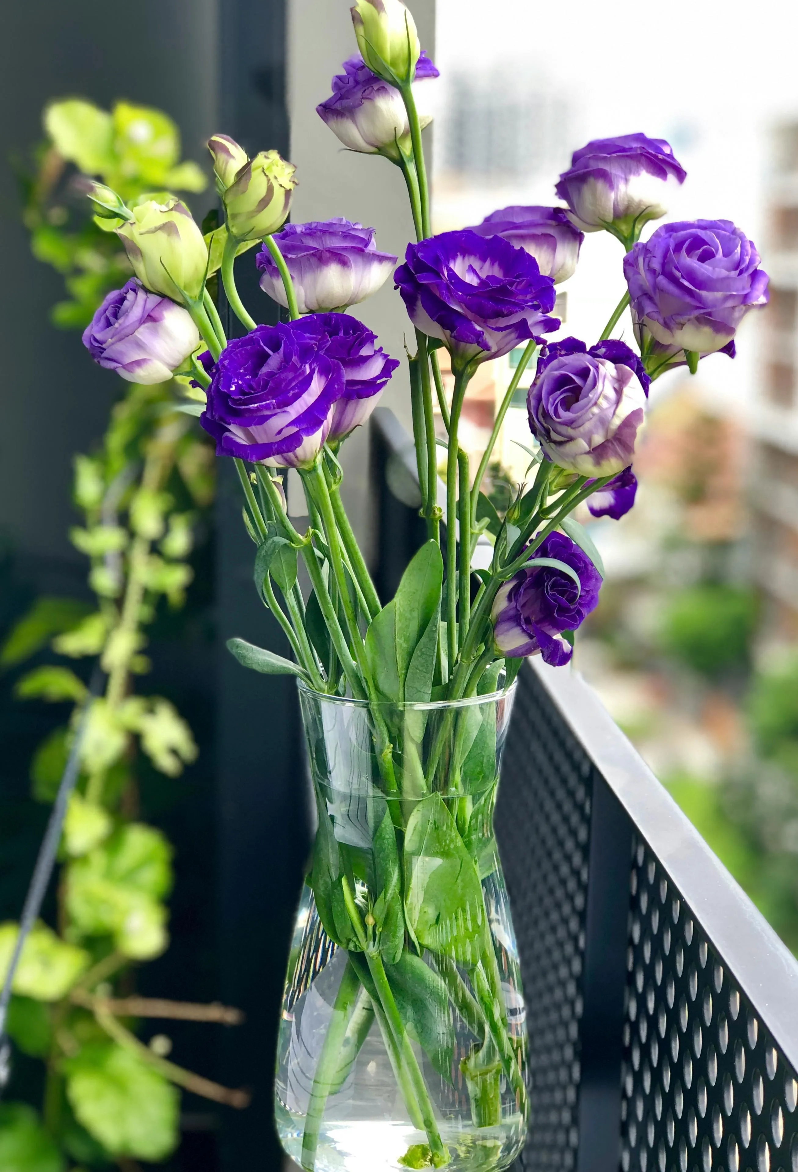 Purple flowers in a vase on a balcony free 4K Wallpaper