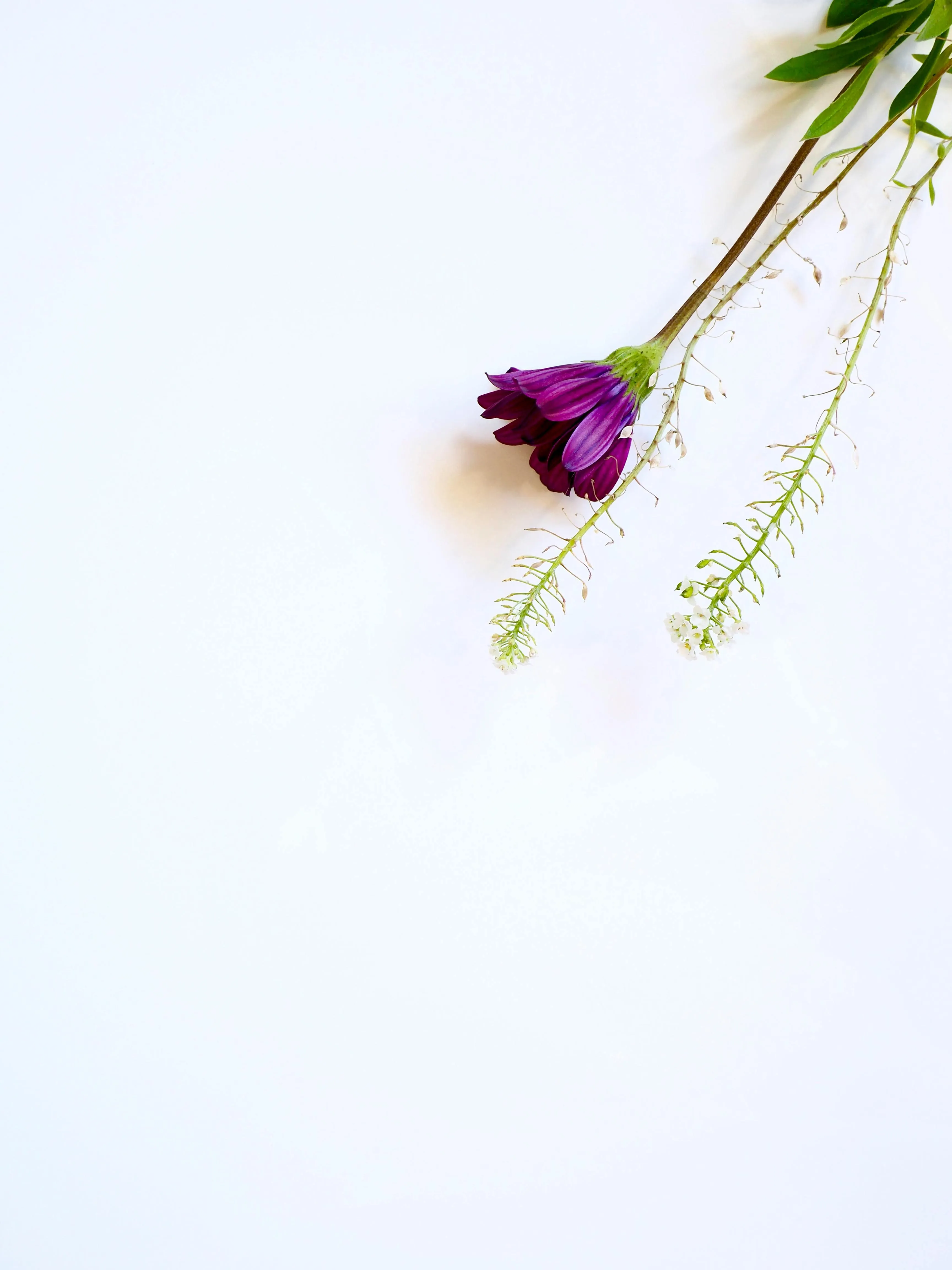 Purple flowers on a white clean background with space image