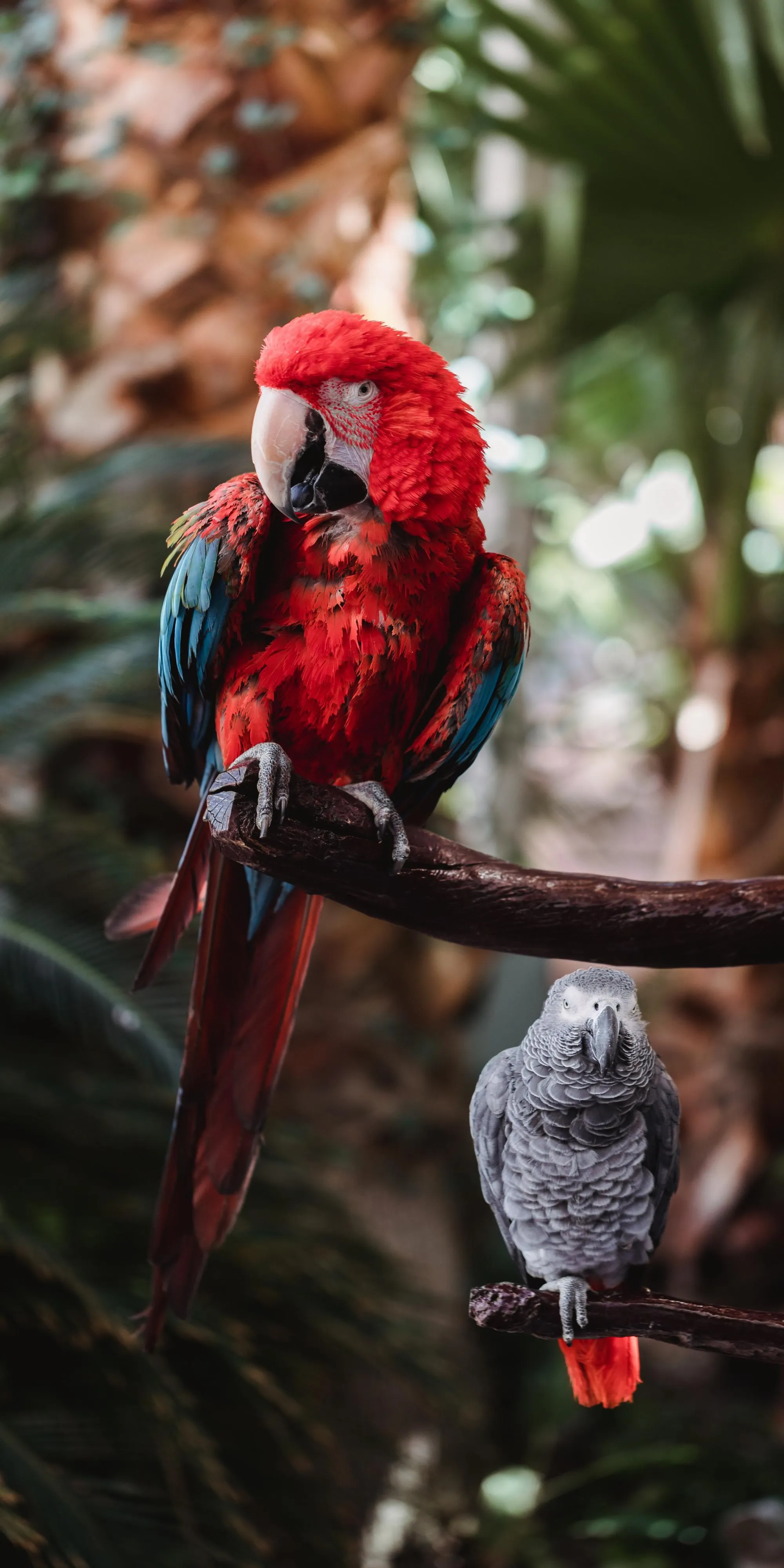 Red parrot perched on branch in natural habitat Wallpaper