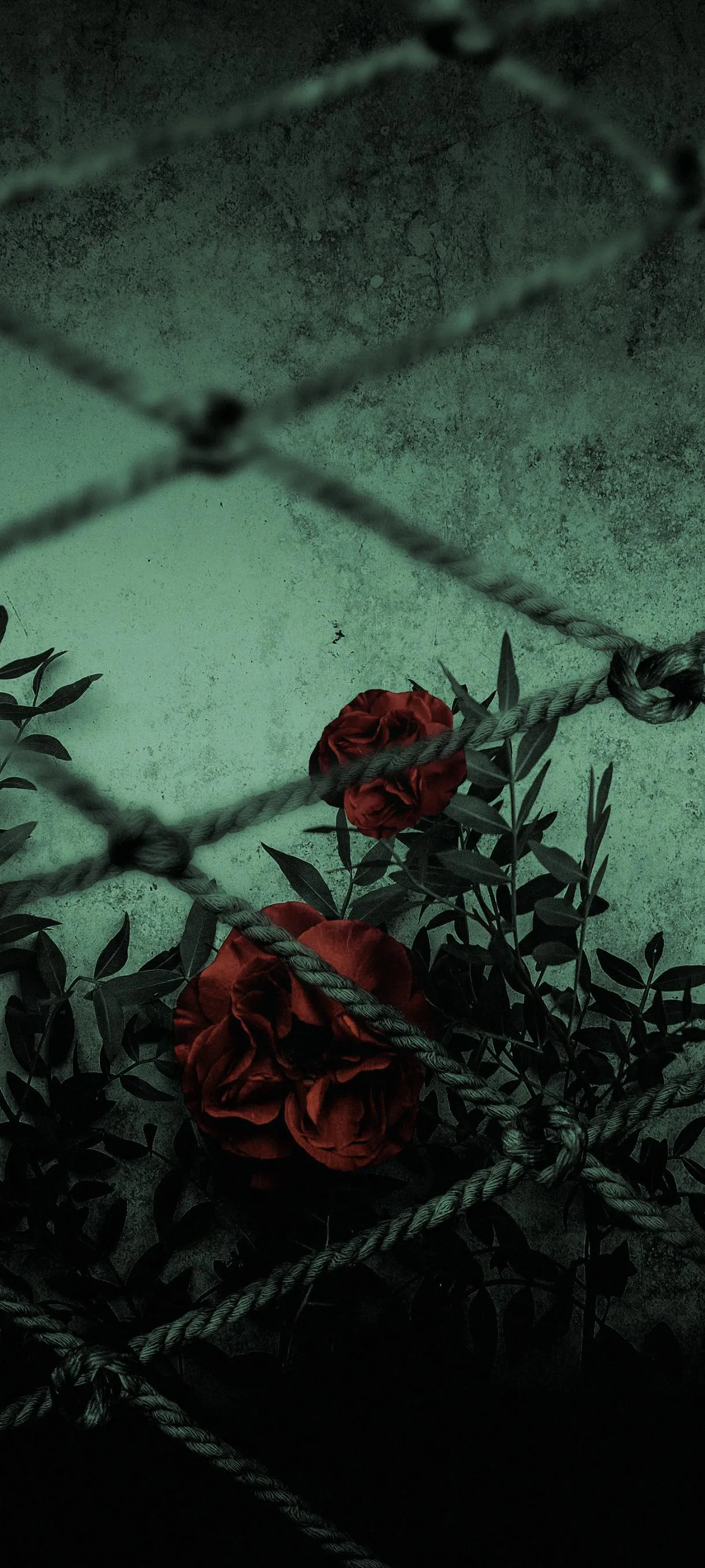 Red Roses Behind Green Wire Fence with Dark Leaves Wallpaper