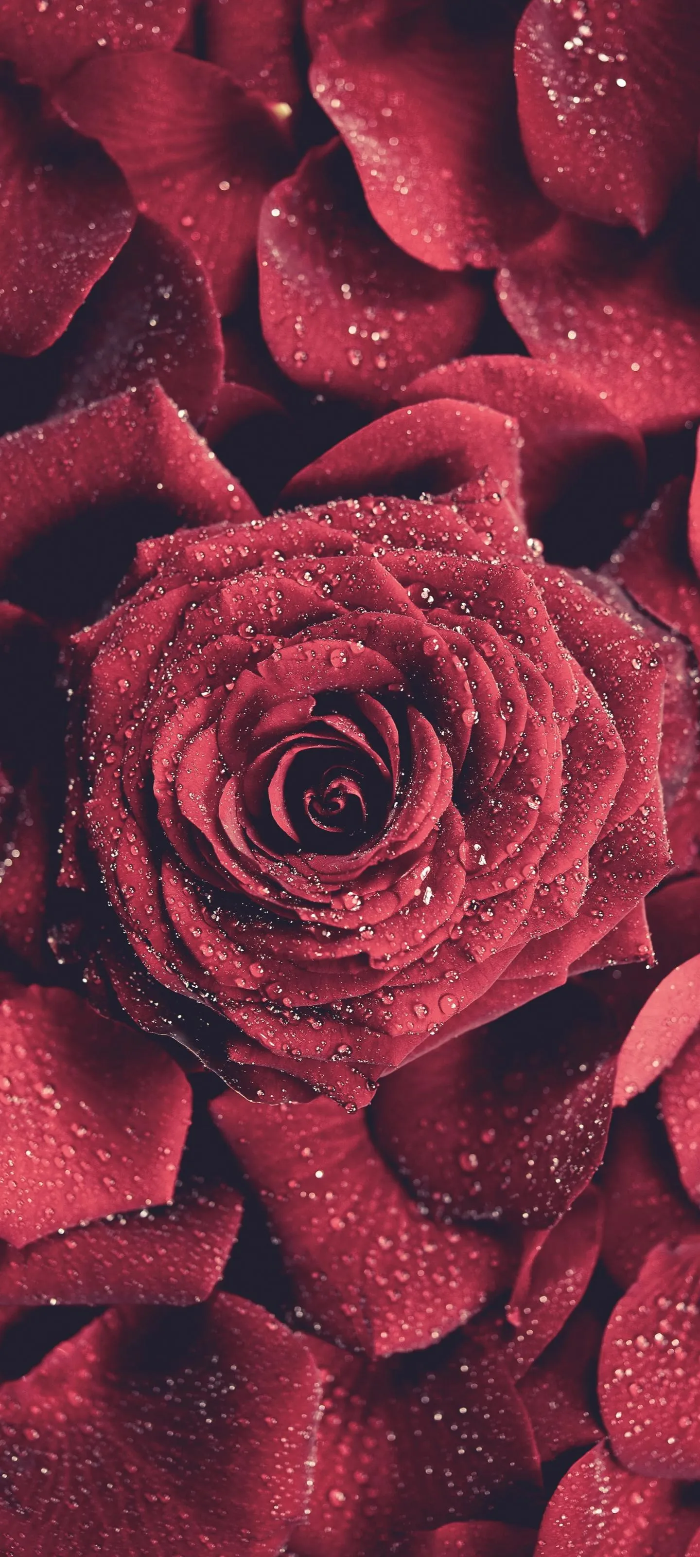 Red Roses in a Heart Shaped Pattern Design Wallpaper