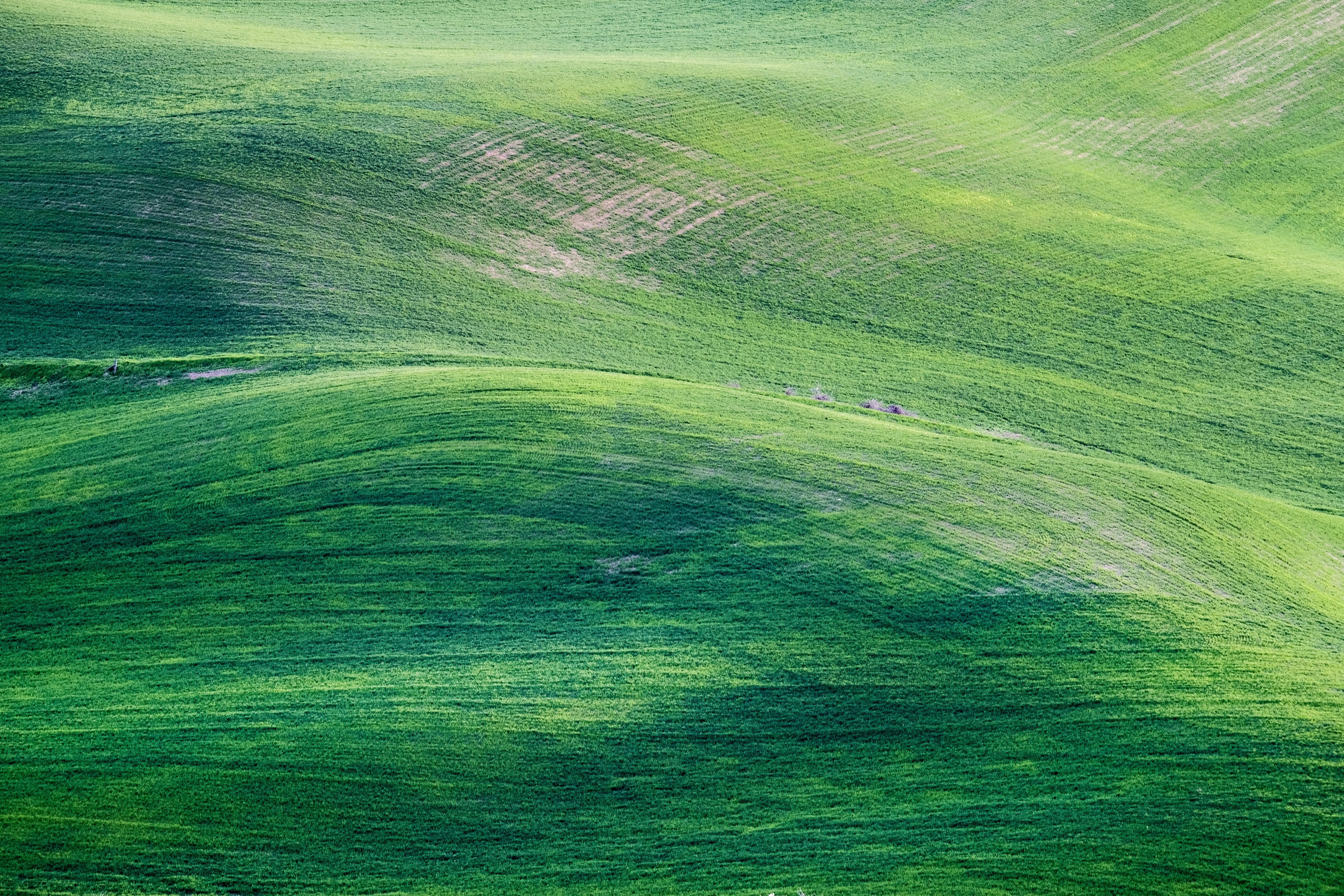 Rolling green hills under soft natural light free Wallpaper
