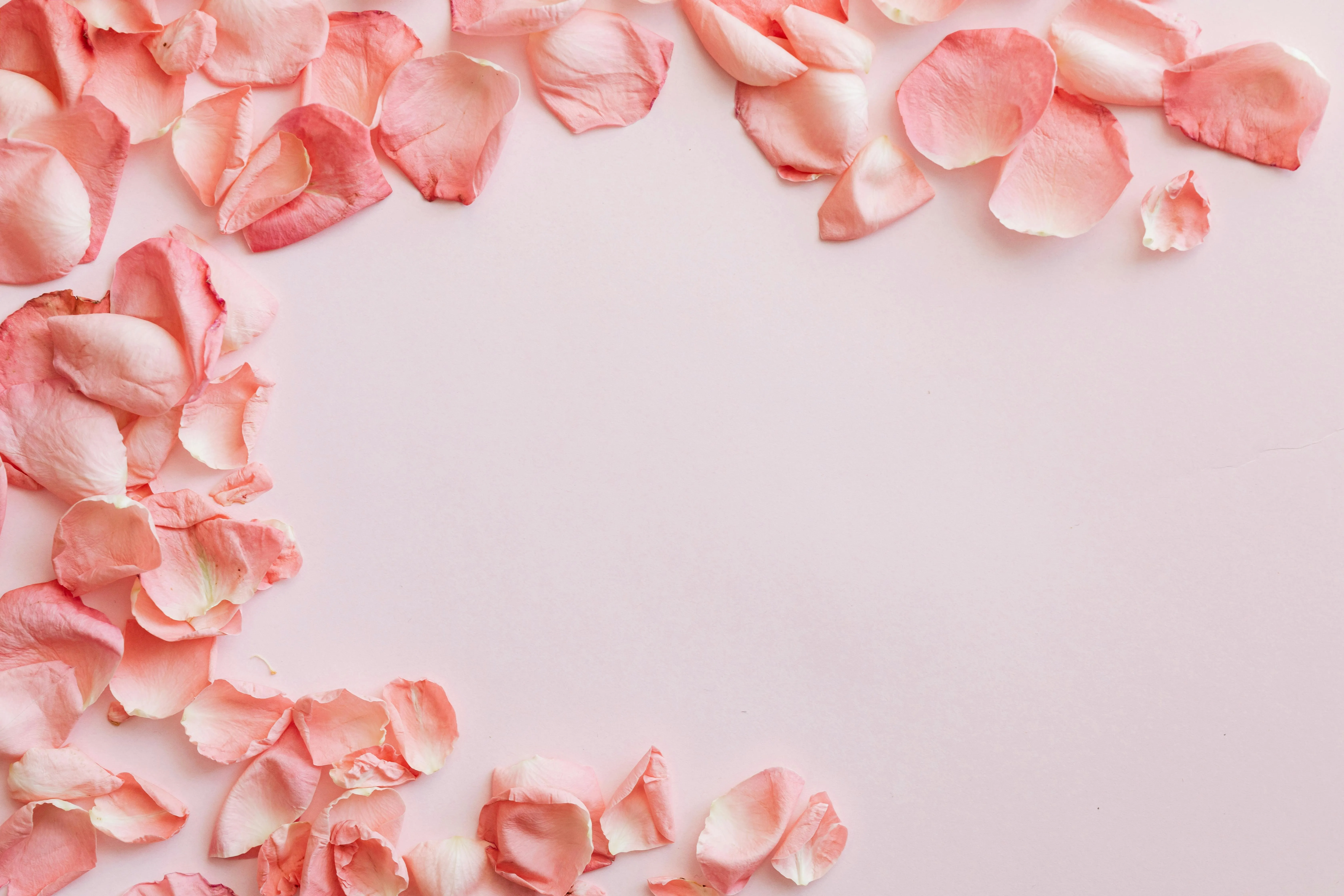 Romantic pink background with scattered rose petals 4K image