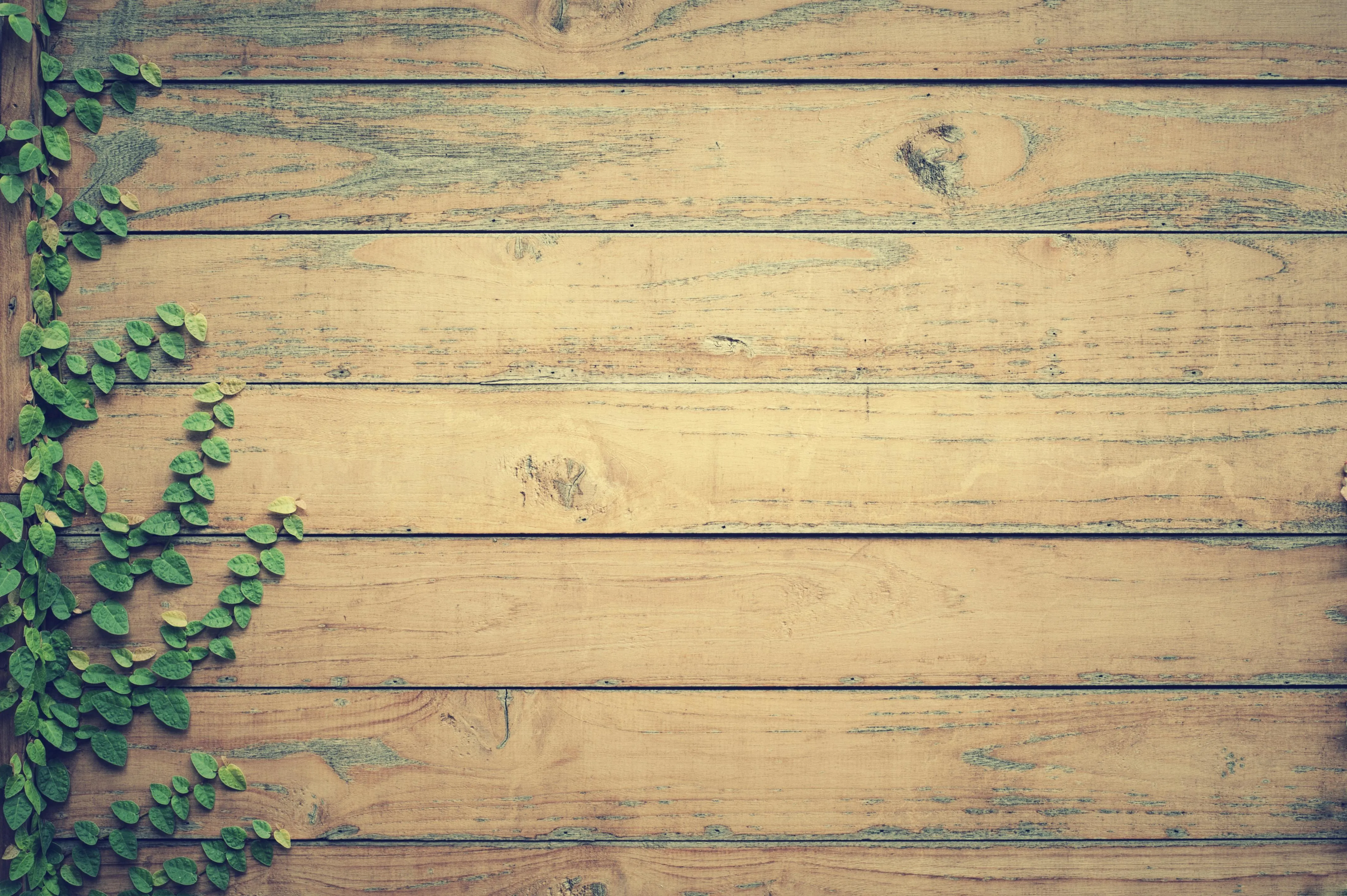 Rustic wooden planks with creeping green leaves Wallpaper