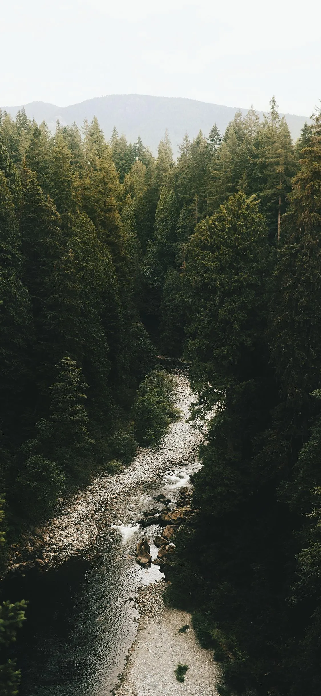 Scenic River Flowing Through Forest Nature Wallpaper