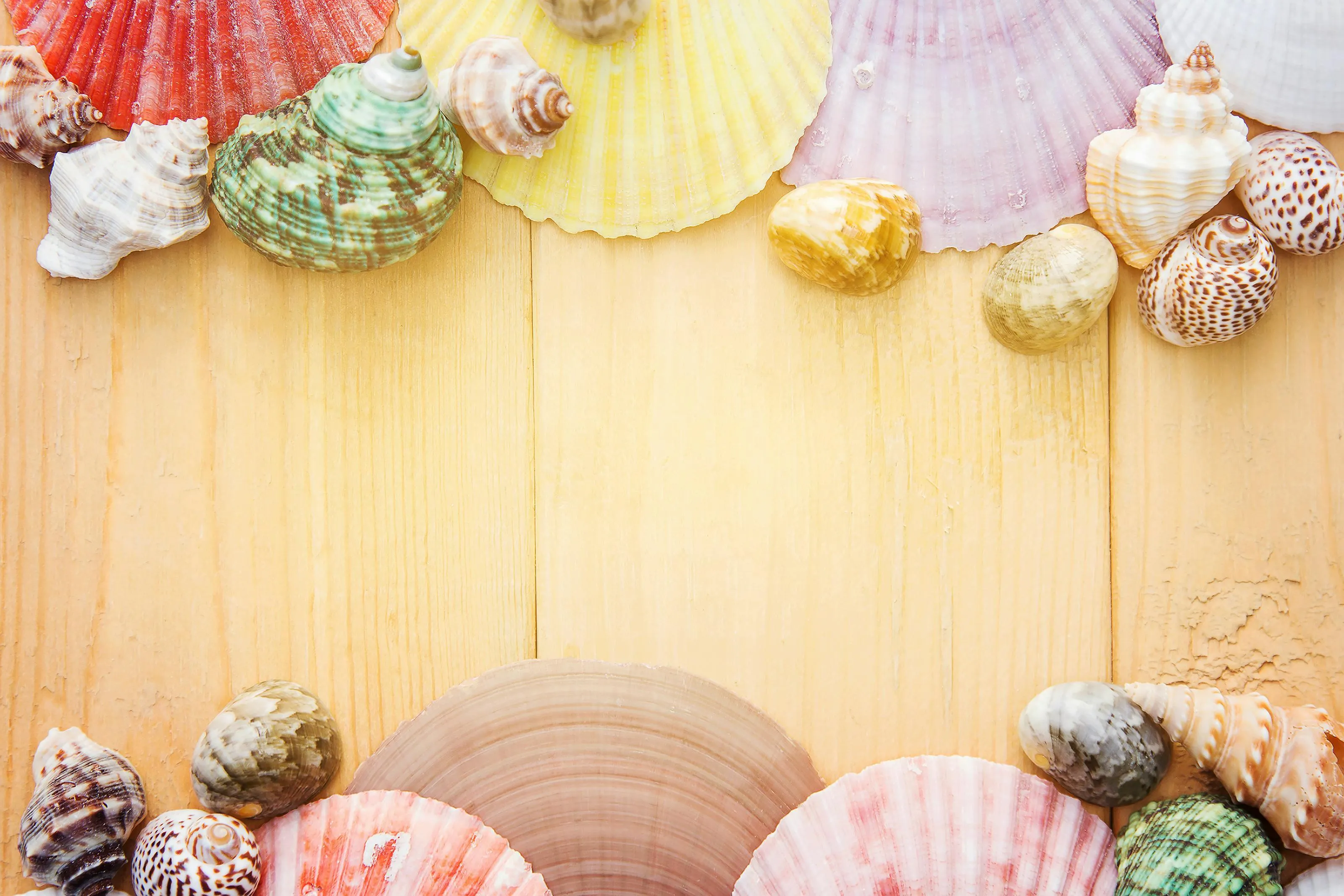 Seashells arranged on a wooden surface free HD Wallpaper