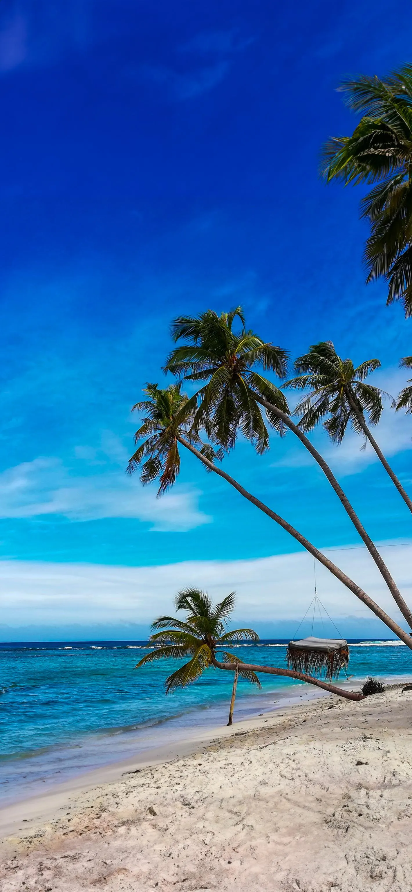 Serene Tropical Beach with Palm Trees and Blue Water