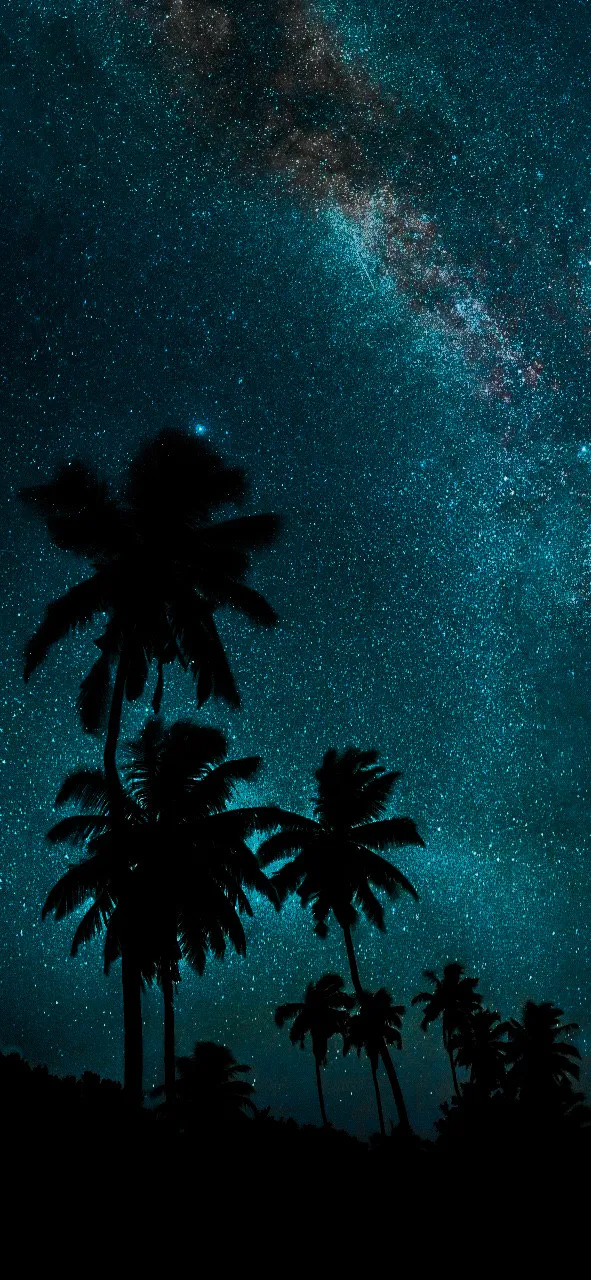 Silhouetted Palm Trees Against Dark Blue Night Sky