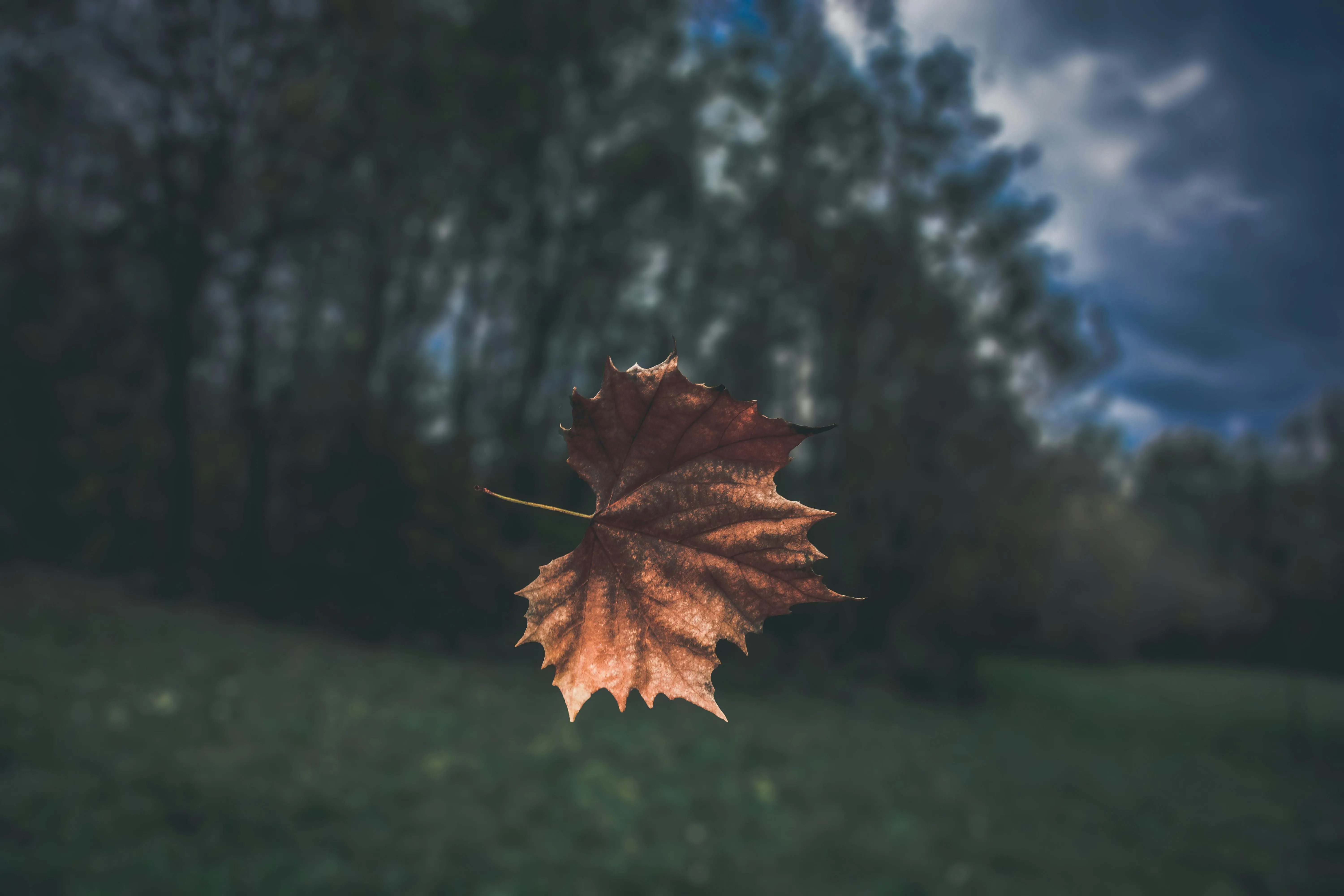 Single brown leaf floating with a blurred forest background